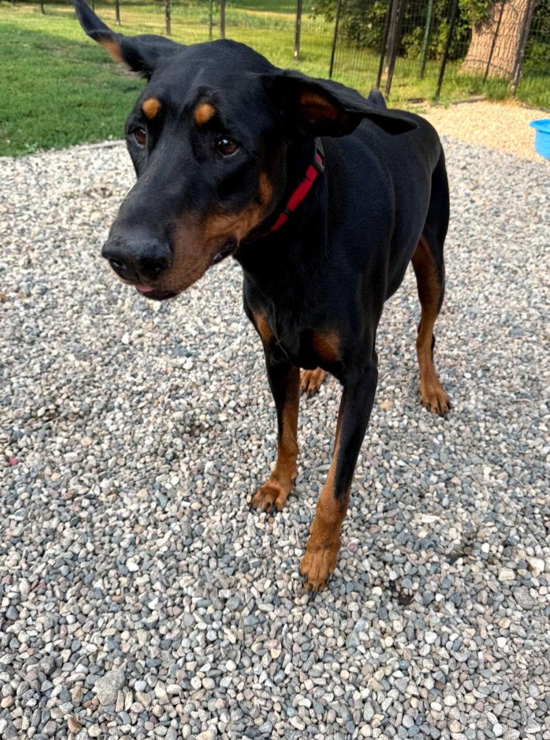 Enlarge Vinny Foster needed!, a Adoptable Doberman Pinscher in Buffalo, MN image 3/3