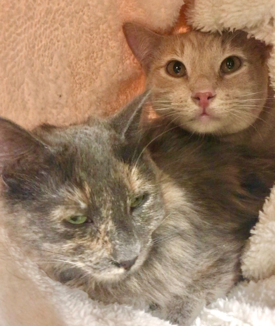 Enlarge Rain, a Adoptable Domestic Medium Hair in Vallejo, CA image 8/12