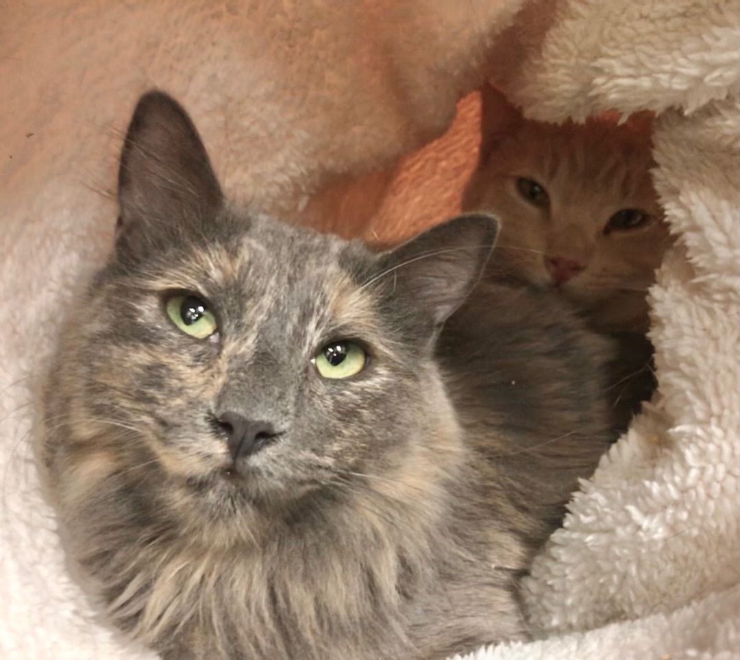 Enlarge Rain, a Adoptable Domestic Medium Hair in Vallejo, CA image 9/12