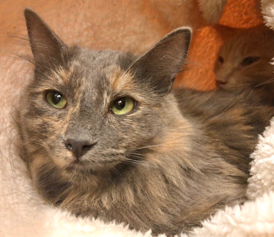 Enlarge Rain, a Adoptable Domestic Medium Hair in Vallejo, CA image 10/12