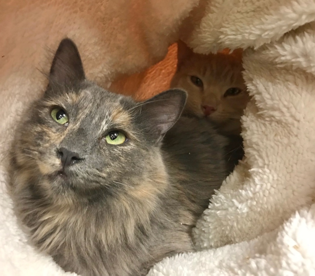 Enlarge Rain, a Adoptable Domestic Medium Hair in Vallejo, CA image 11/12