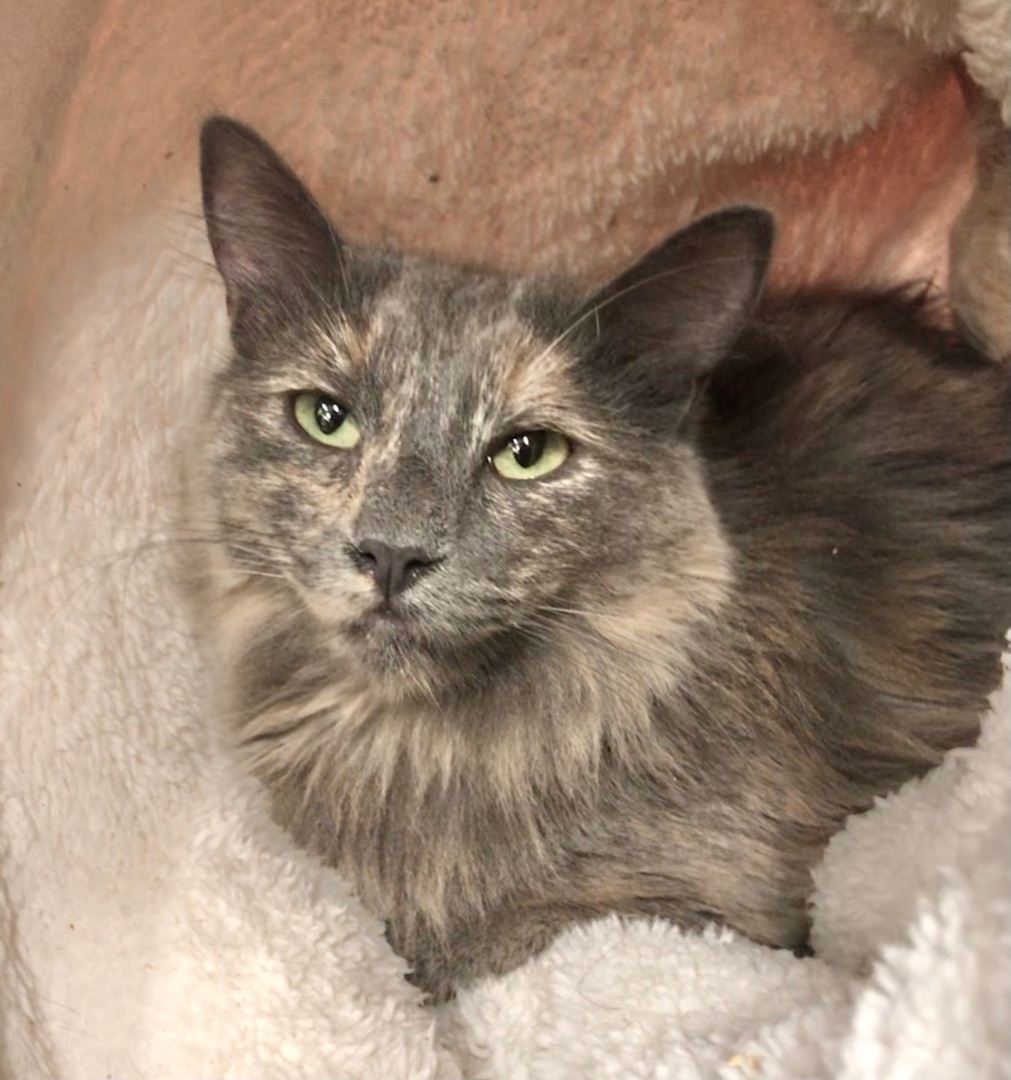 Enlarge Rain, a Adoptable Domestic Medium Hair in Vallejo, CA image 12/12