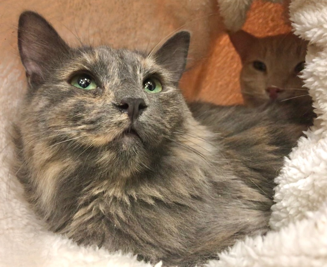 Rain, Adoptable, Young Female Domestic Medium Hair.