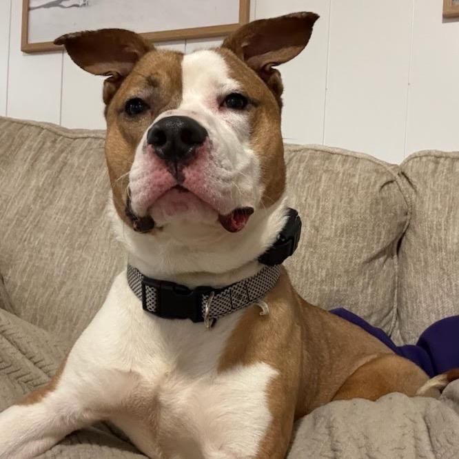 Chief, Adoptable, Adult Male Mixed Breed.