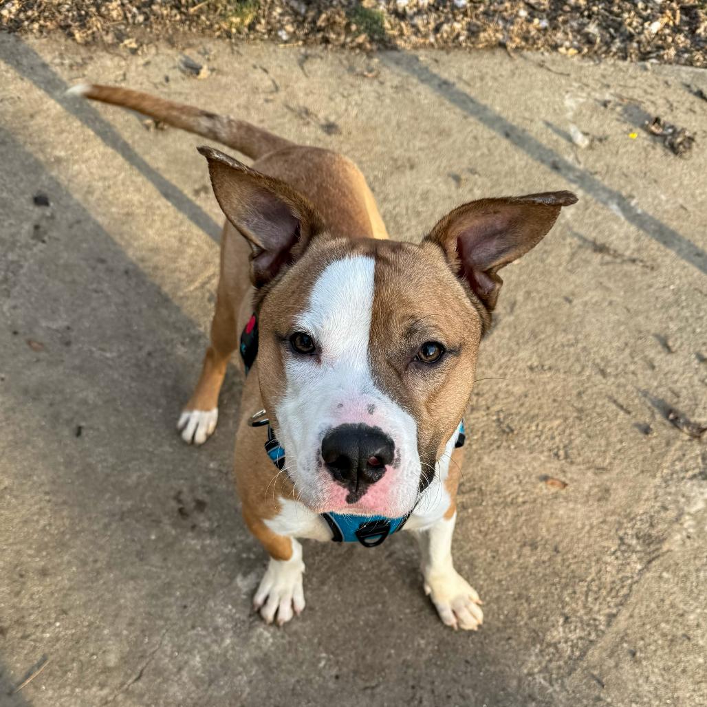 Enlarge Chief, a Adoptable Mixed Breed in Valparaiso, IN image 2/6