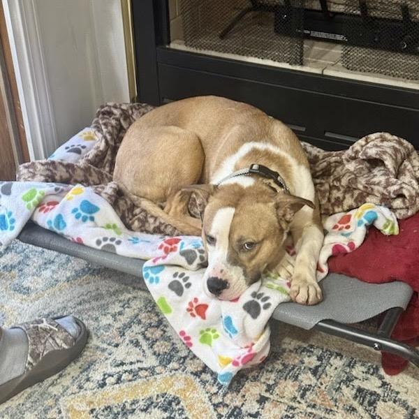Enlarge Chief, a Adoptable Mixed Breed in Valparaiso, IN image 3/6