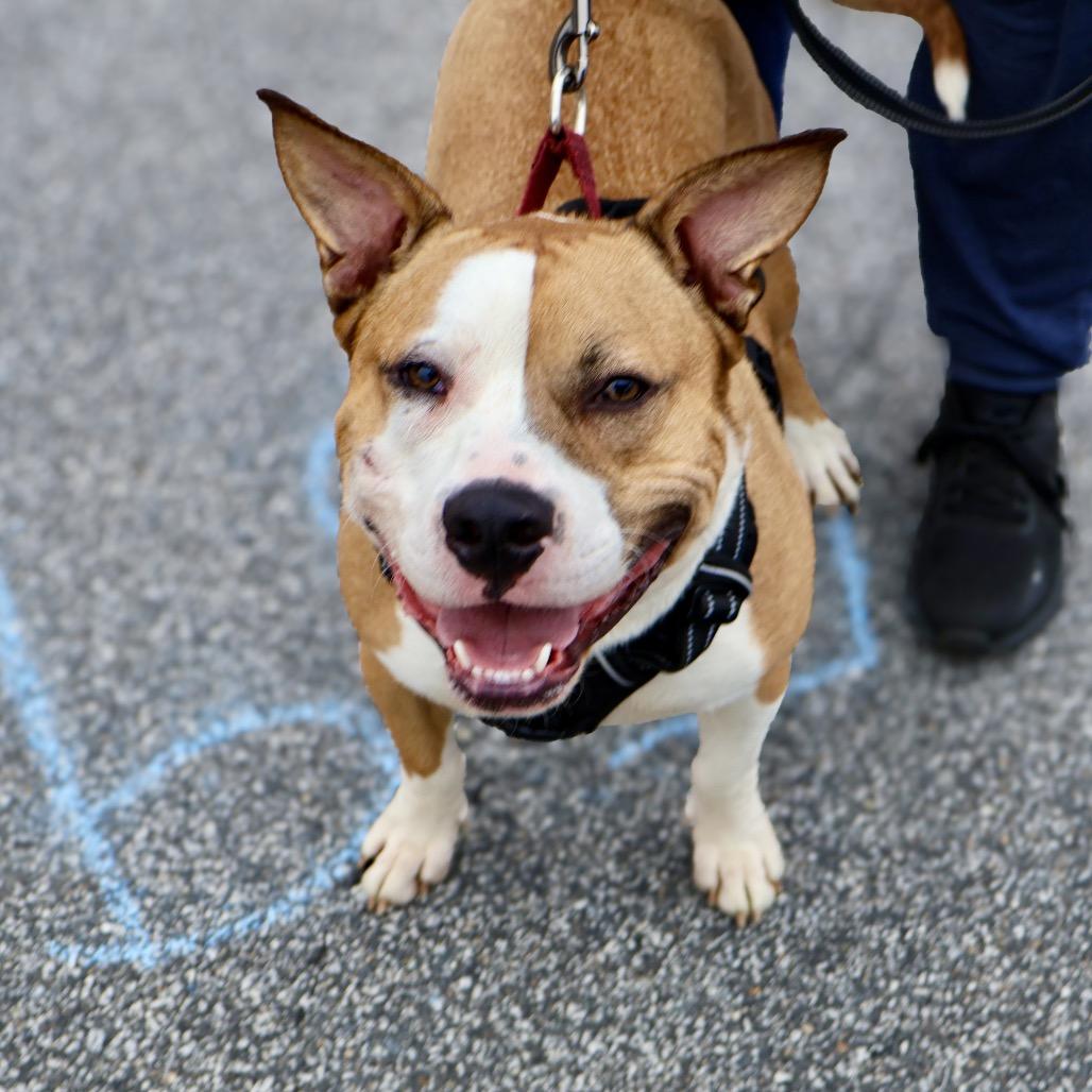 Enlarge Chief, a Adoptable Mixed Breed in Valparaiso, IN image 5/6