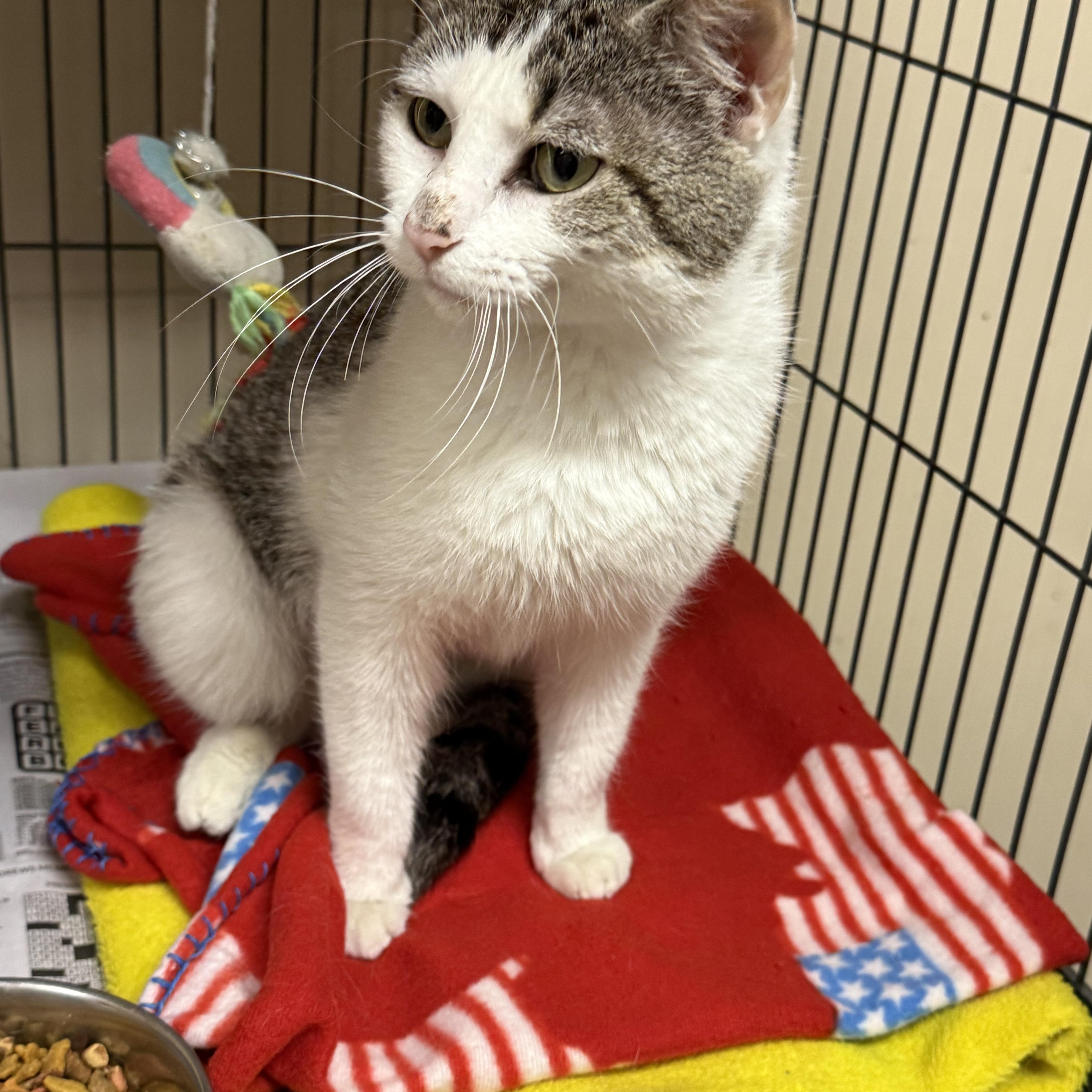 Darcie, ADOPTABLE, Adult Female Domestic Short Hair.