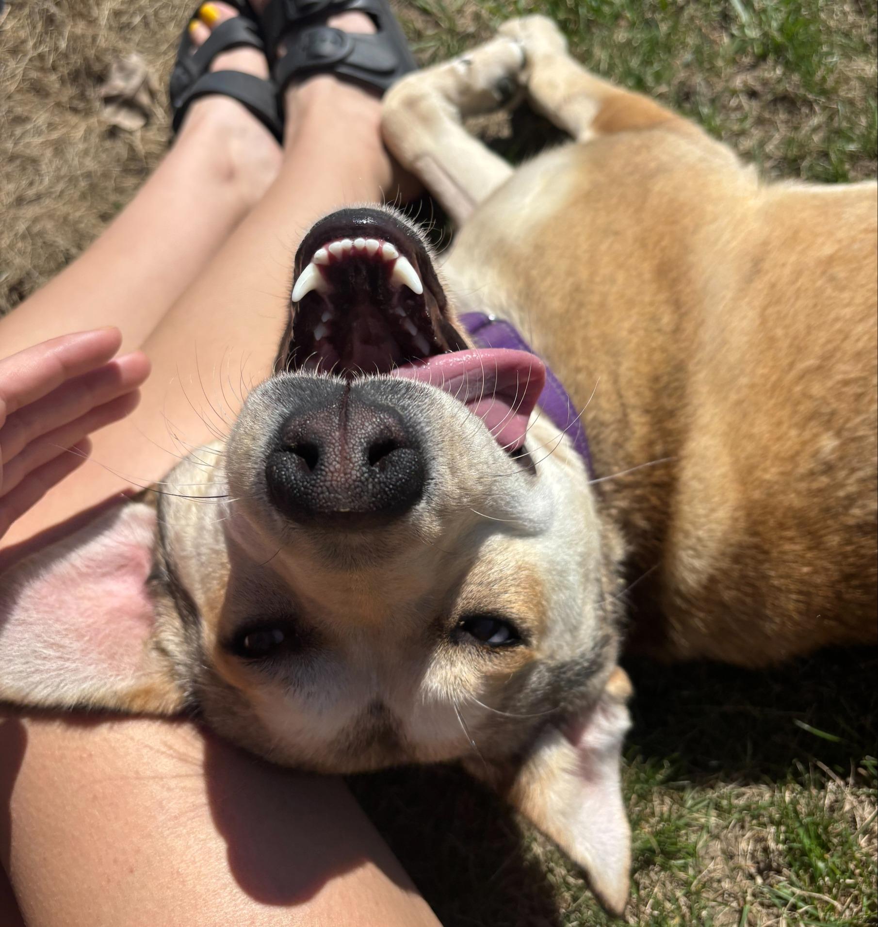 Lilac, an adopted mixed breed in Willmar, MN image 4/4