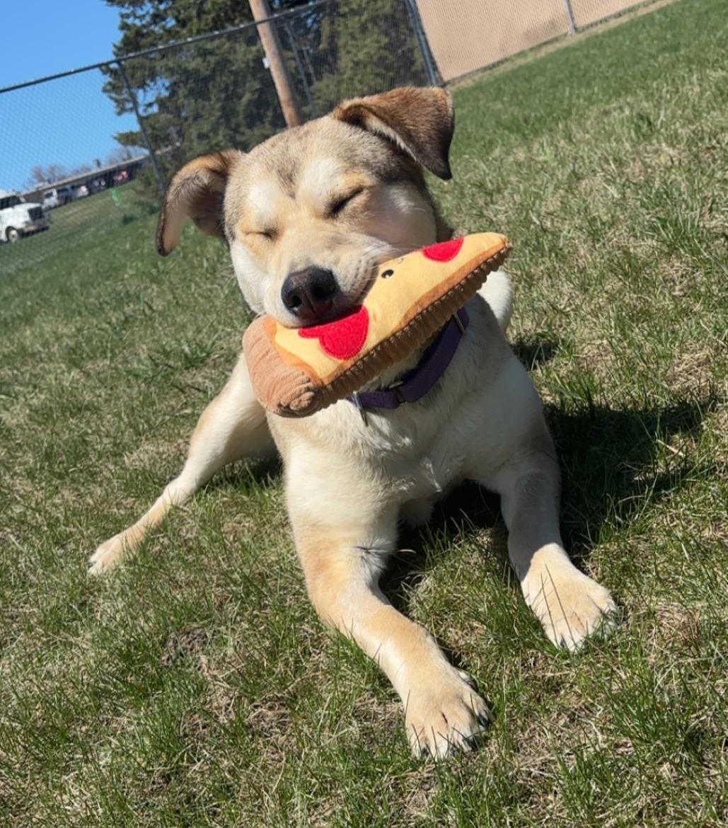 Lilac, an adopted mixed breed in Willmar, MN image 3/4