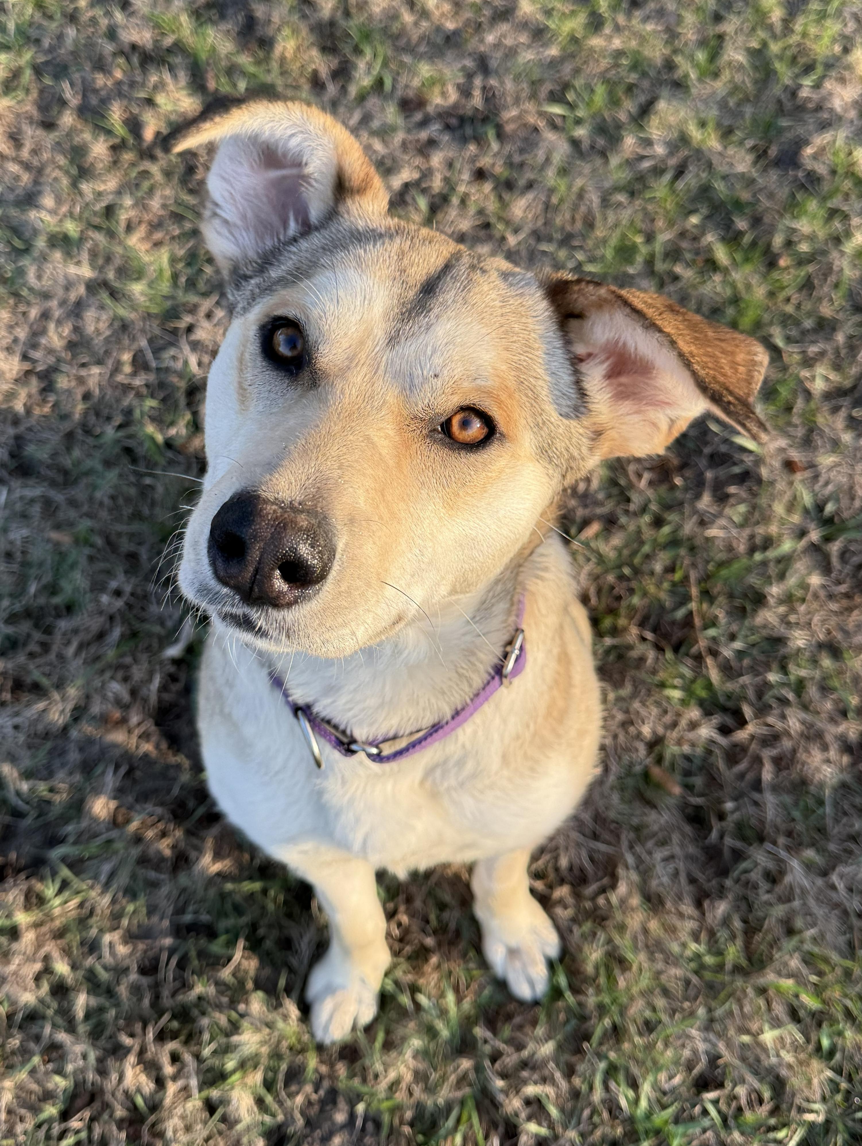 Lilac, an adopted mixed breed in Willmar, MN image 1/4
