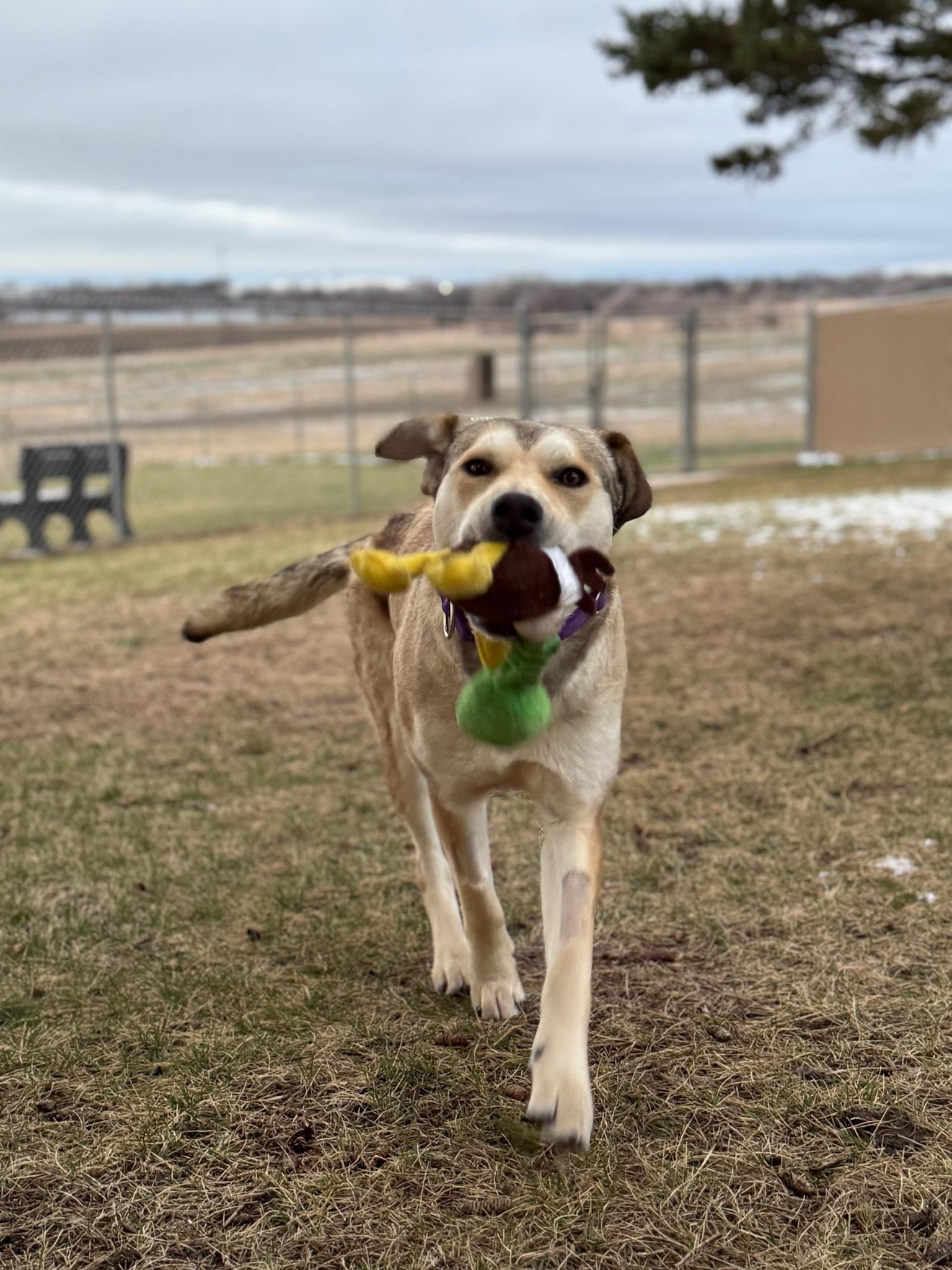 Lilac, an adopted mixed breed in Willmar, MN image 2/4