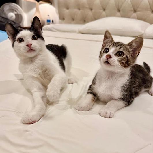 Calyx — thumbnail 3