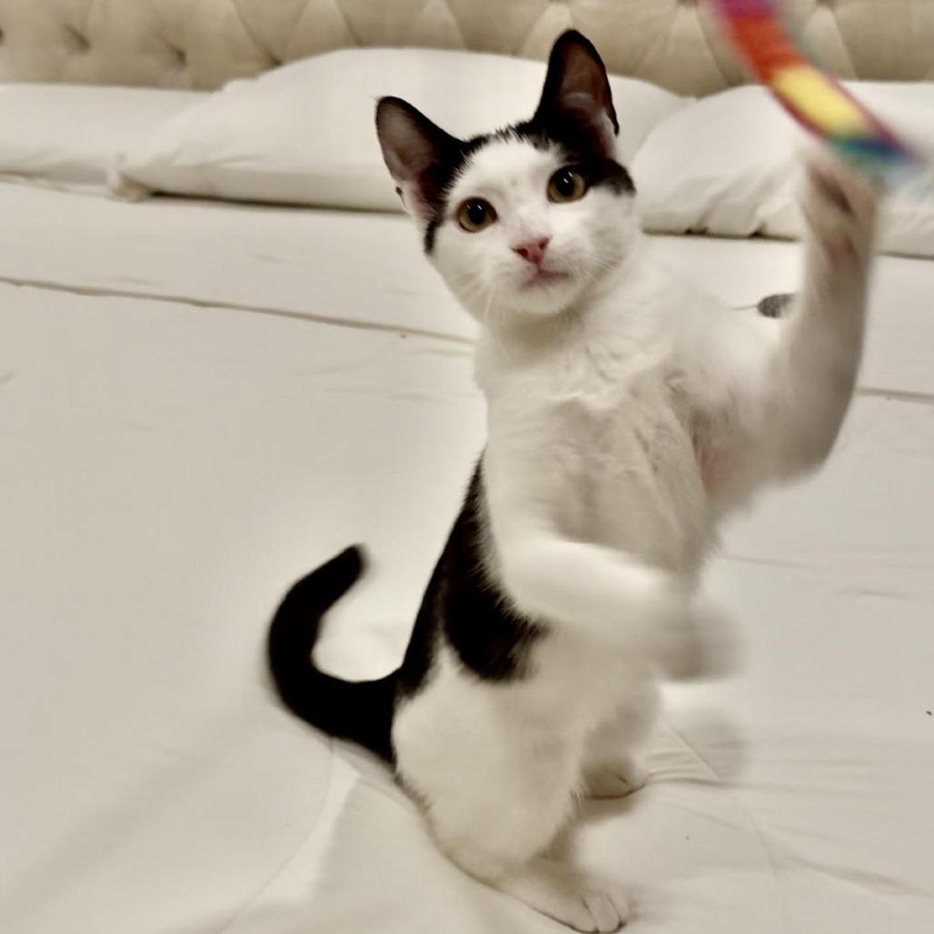 Calyx — thumbnail 4