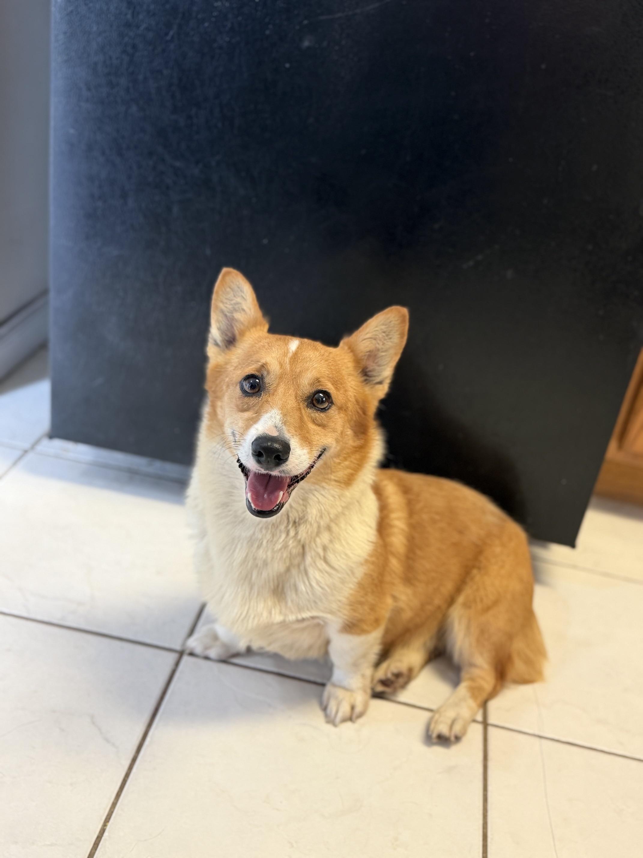 Evie, Adoptable, Adult Female Pembroke Welsh Corgi.