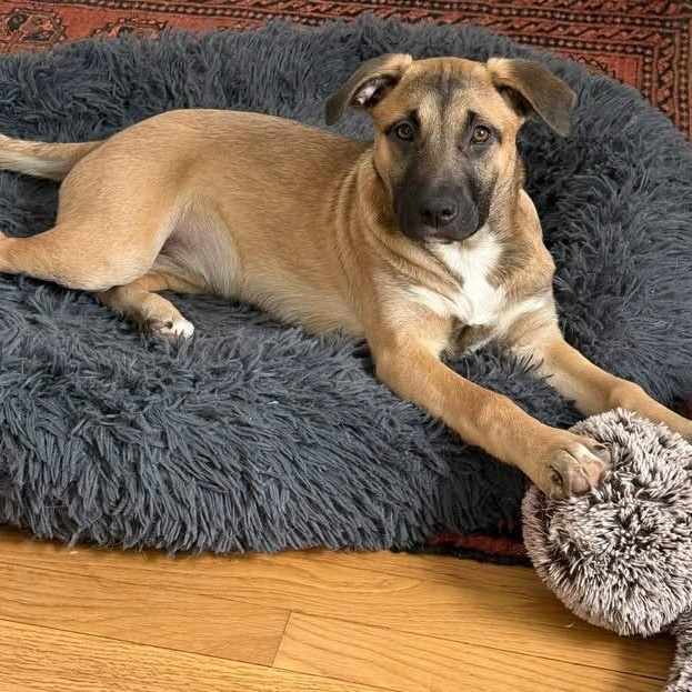 Darcy, Adoptable, Puppy Female Anatolian Shepherd.
