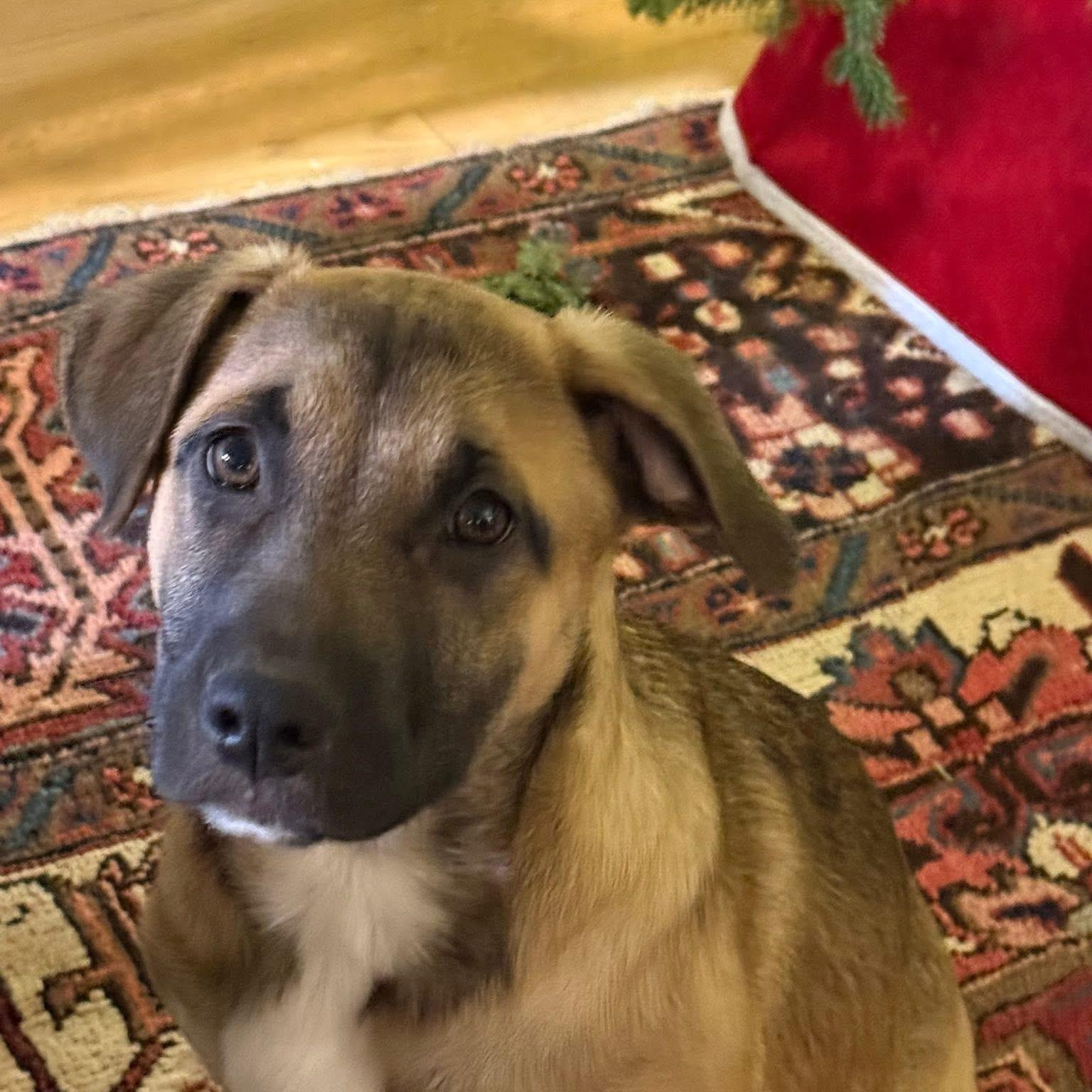 Darcy, a Adoptable mixed breed in McHenry, IL image 4/4