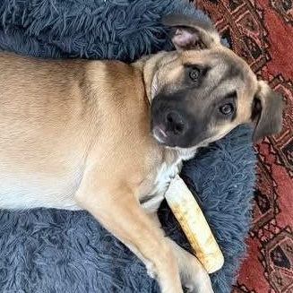 Darcy, a Adoptable mixed breed in McHenry, IL image 2/4