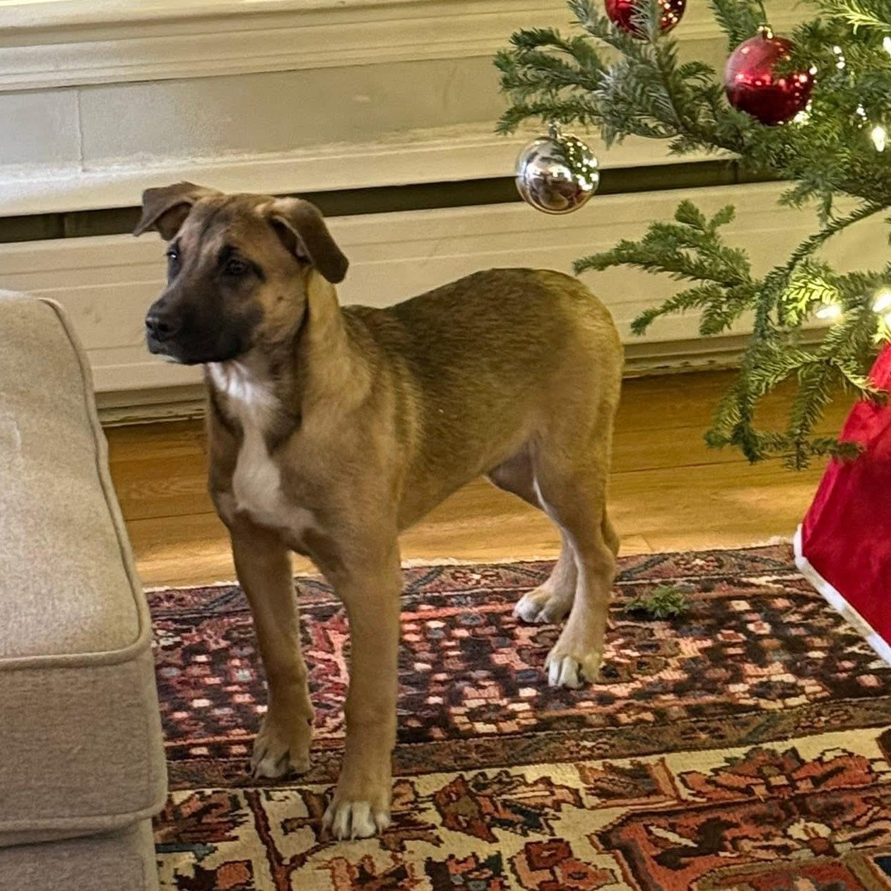 Darcy, a Adoptable mixed breed in McHenry, IL image 3/4