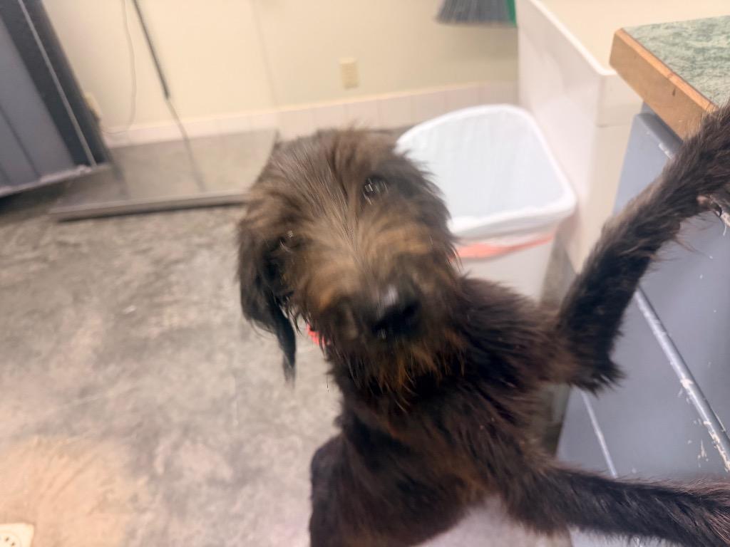 Eloise, Adoptable, Puppy Female Terrier & Mixed Breed.