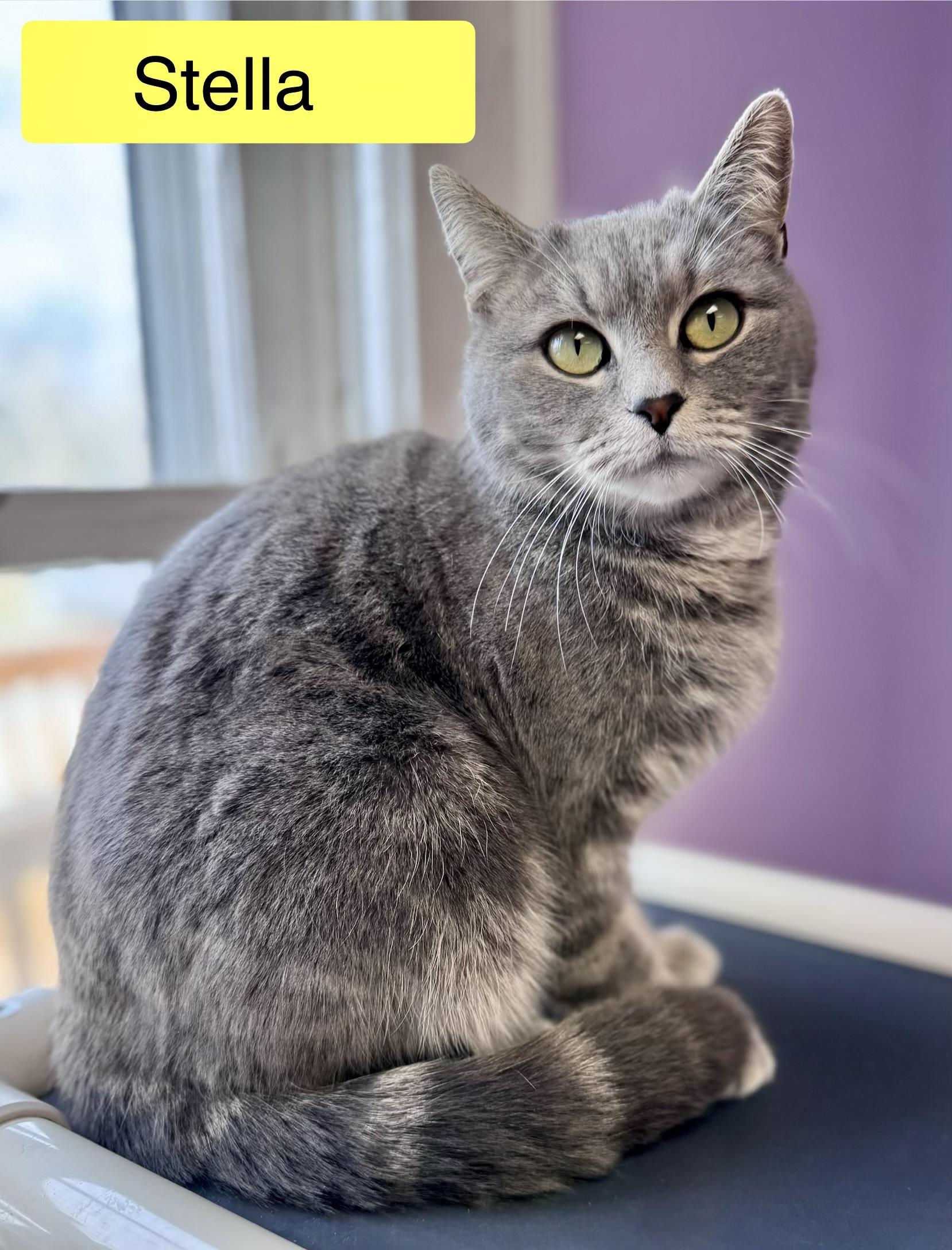 Enlarge Stella Female Gray, a ADOPTABLE Domestic Short Hair in Monroe, NC image 1/5