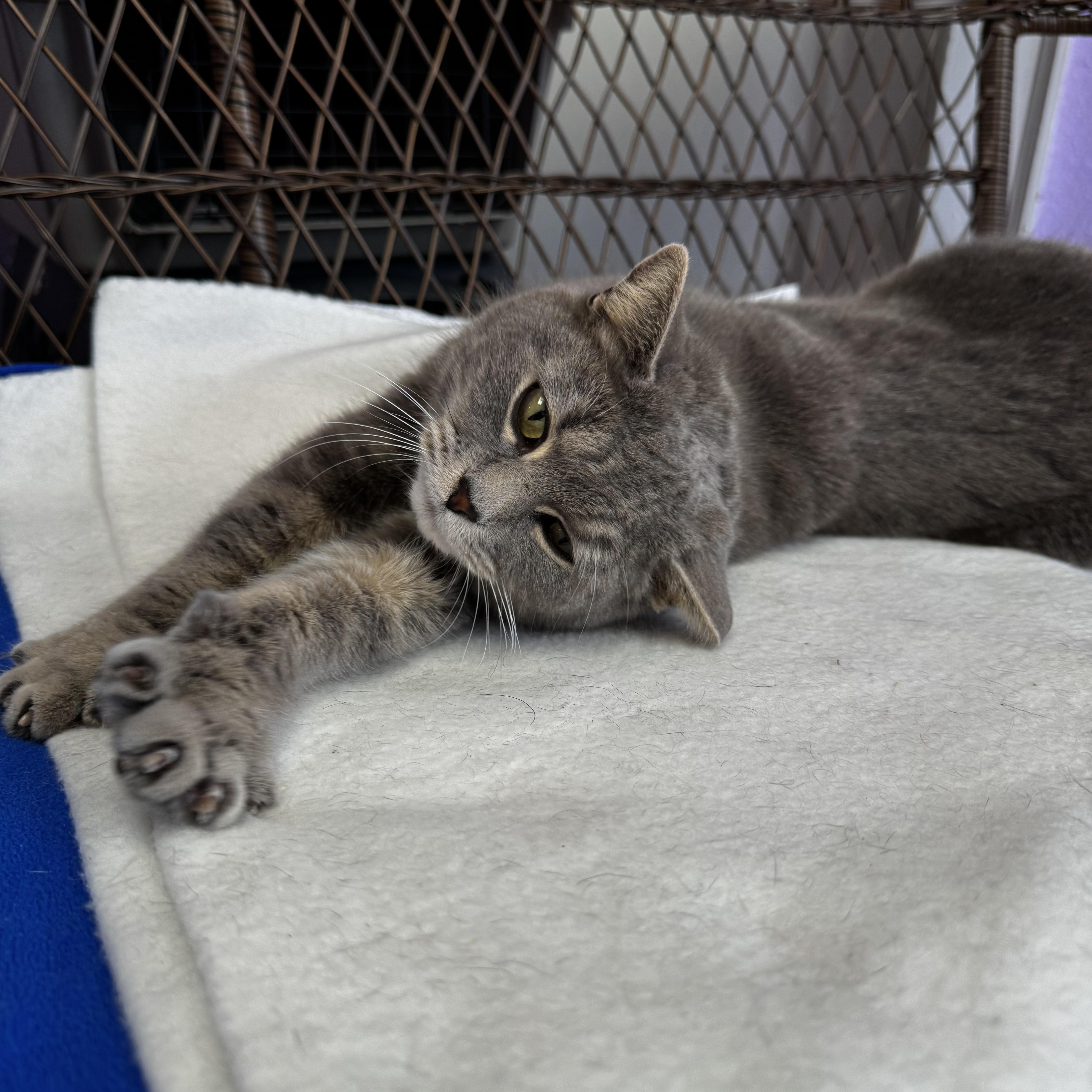 Enlarge Stella Female Gray, a ADOPTABLE Domestic Short Hair in Monroe, NC image 4/5