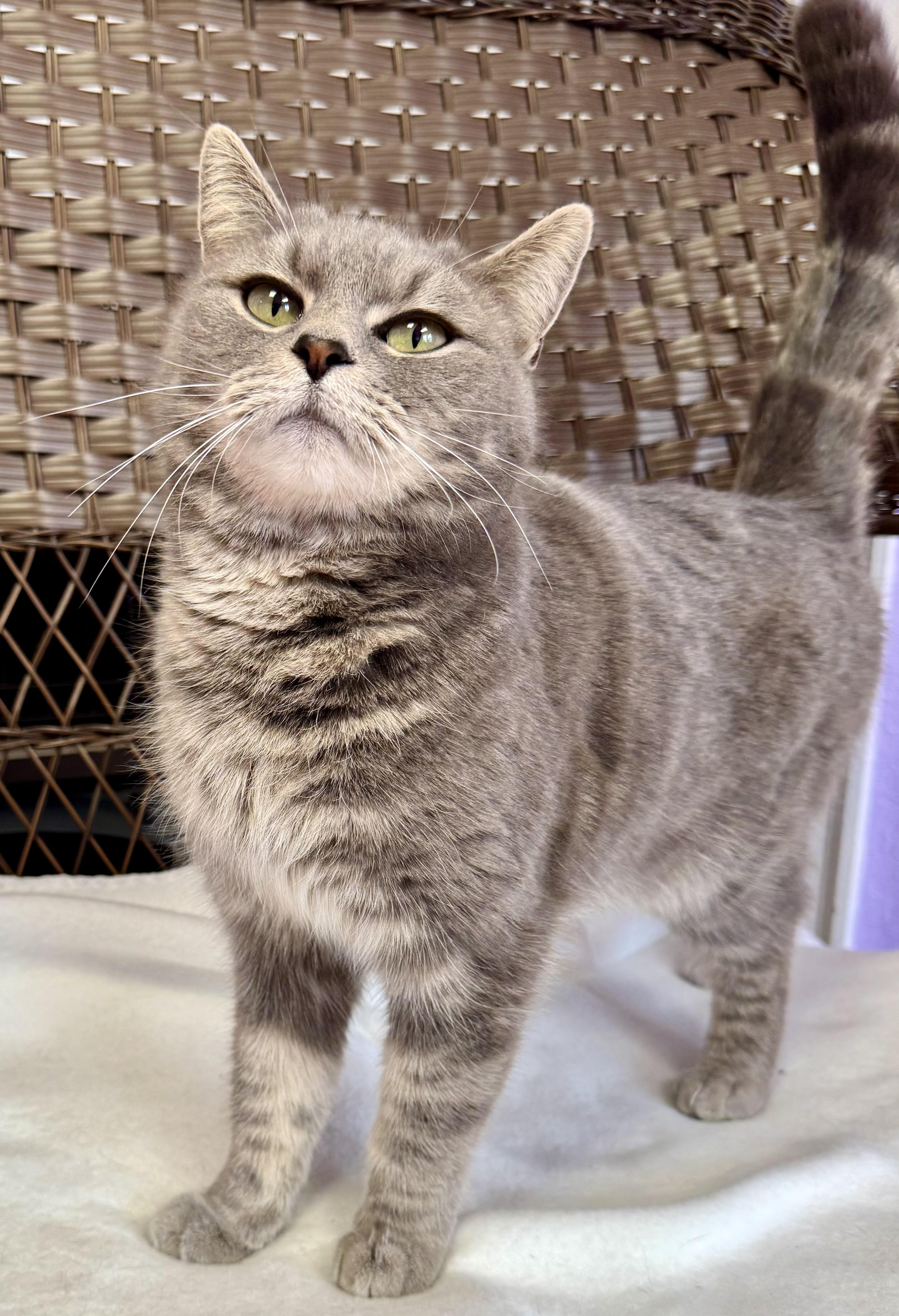 Enlarge Stella Female Gray, a ADOPTABLE Domestic Short Hair in Monroe, NC image 5/5