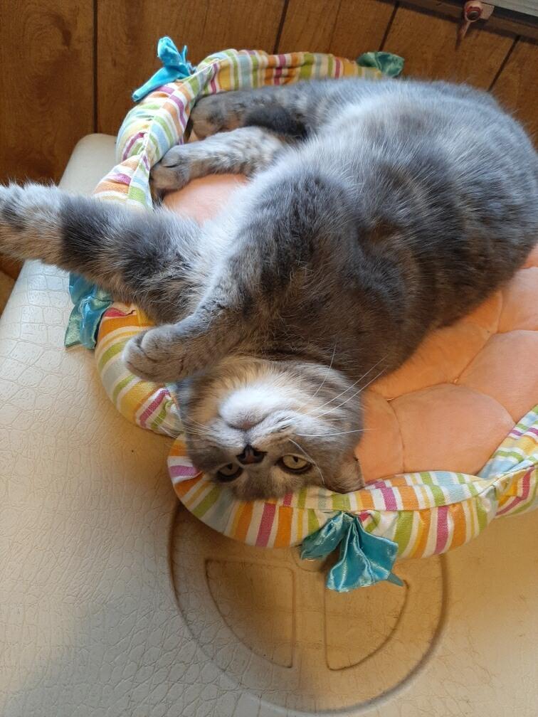 Enlarge Stella Female Gray, a ADOPTABLE Domestic Short Hair in Monroe, NC image 2/5