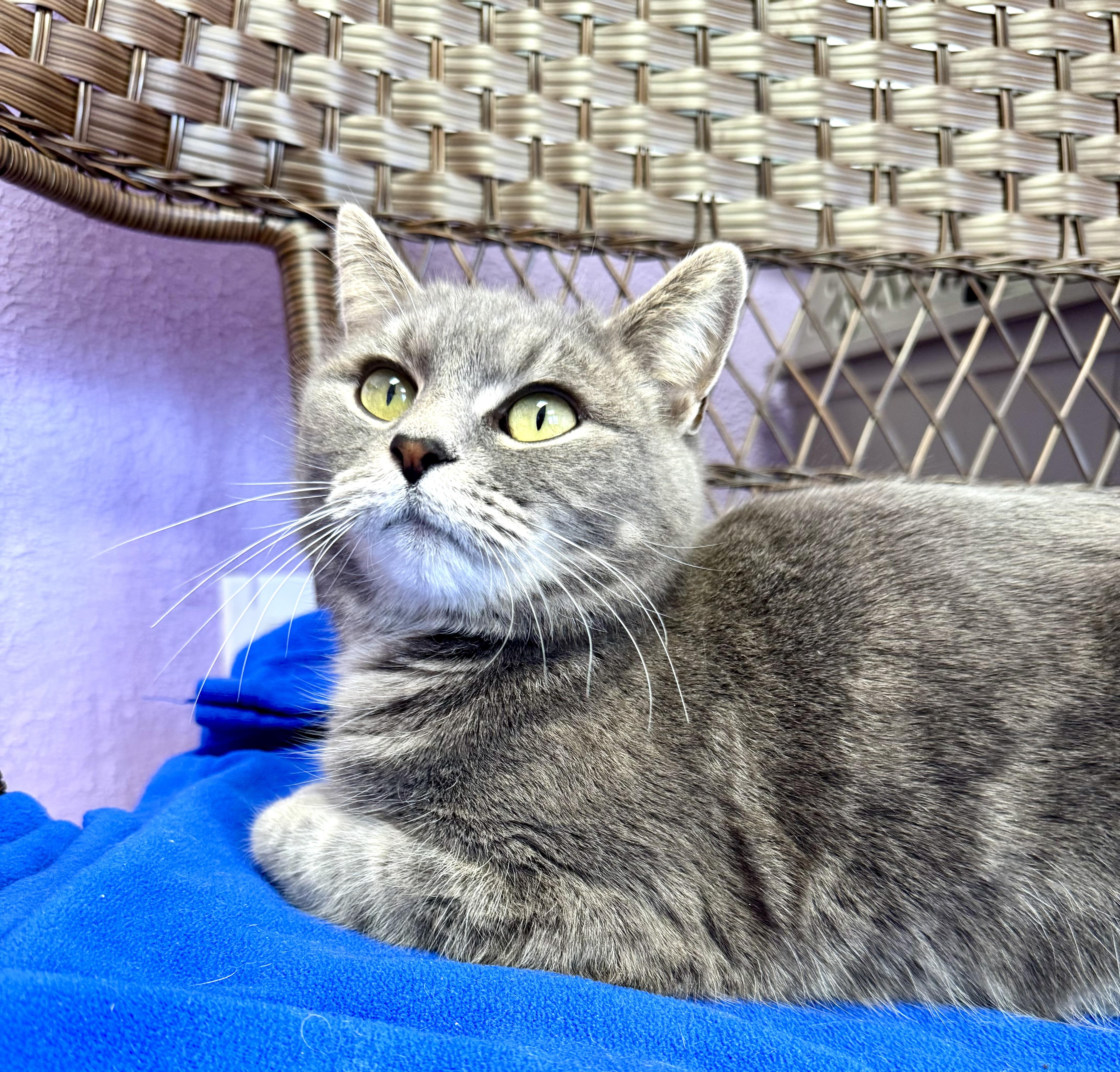 Enlarge Stella Female Gray, a ADOPTABLE Domestic Short Hair in Monroe, NC image 3/5