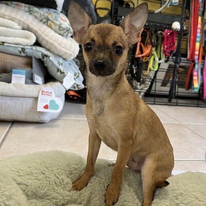 Jaxon 9247, adopted, Puppy Male Chihuahua.