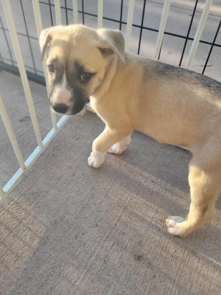 U2 Beetle, Adoptable, Puppy Female Pit Bull Terrier.