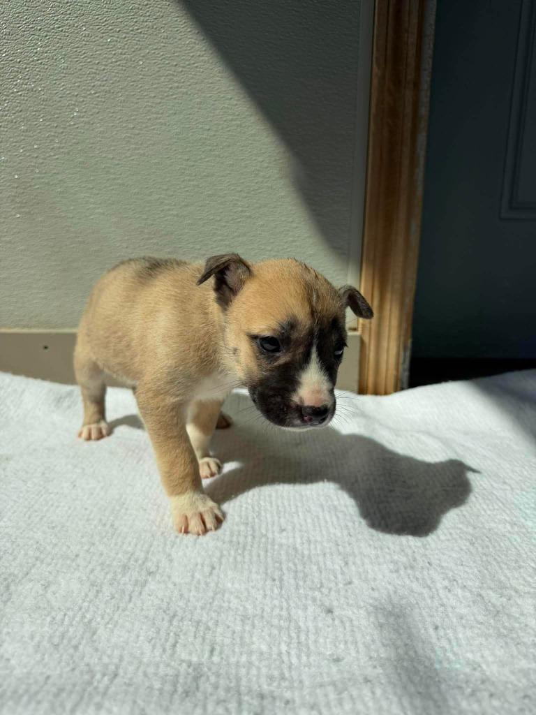 Enlarge U2 Beetle, a Adoptable Pit Bull Terrier in Ashland, WI image 2/2
