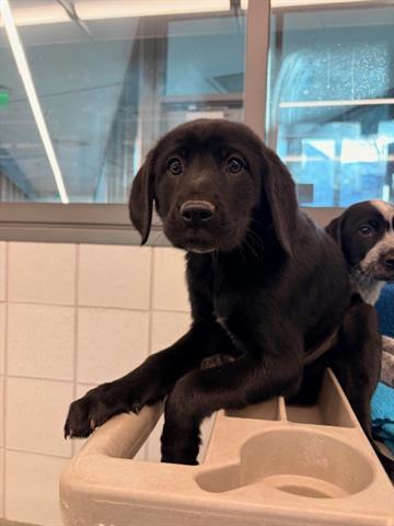 OBSIDIAN, Adoptable, Puppy Male Australian Cattle Dog / Blue Heeler.