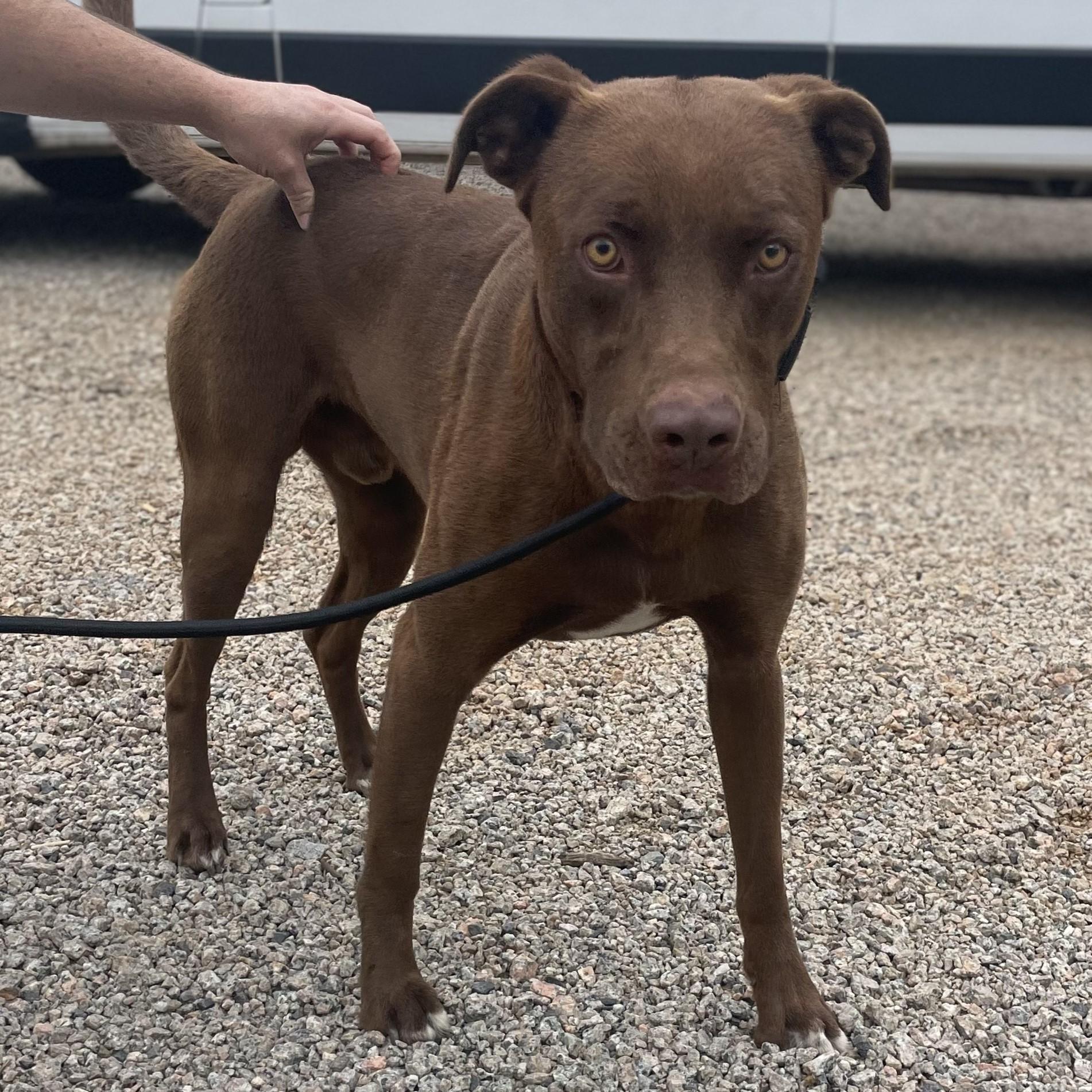 Ruger, Adoptable, Adult Male Labrador Retriever.