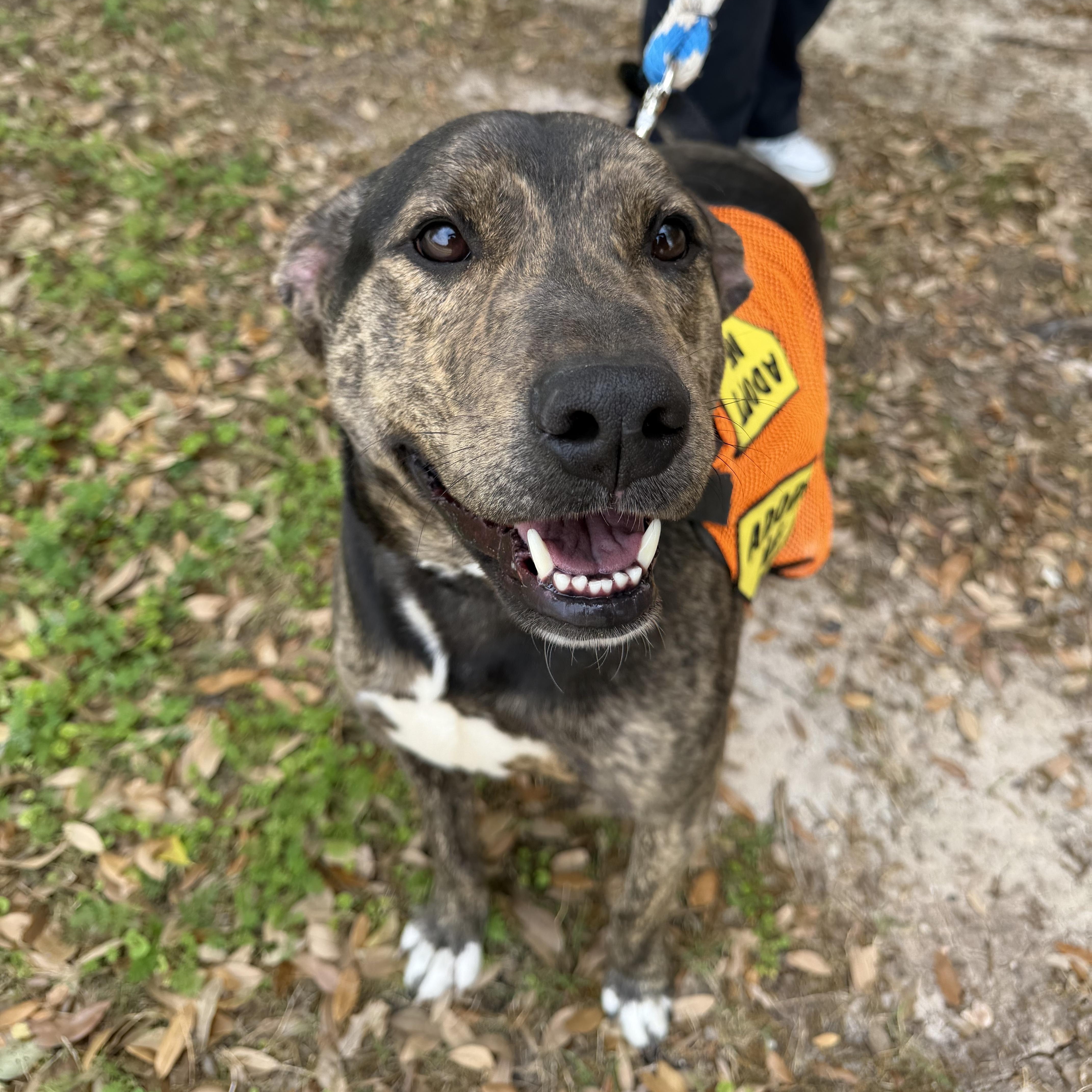 Enlarge Apollo, a Adoptable mixed breed in Bryan, TX image 1/6