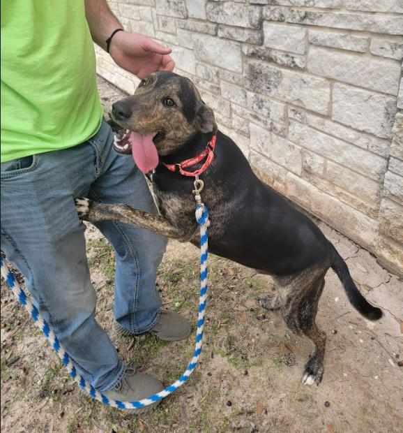 Apollo, a Adoptable Mixed Breed in Bryan, TX image 3/4