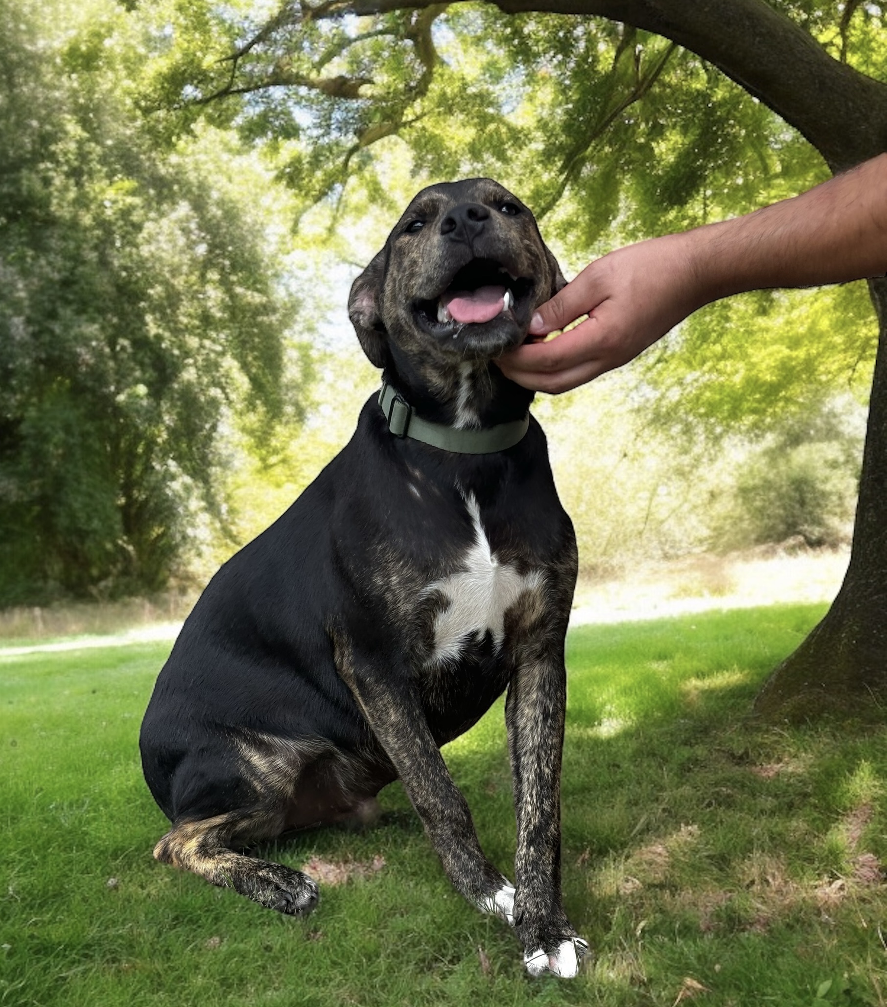 Apollo, a Adoptable Mixed Breed in Bryan, TX image 1/4