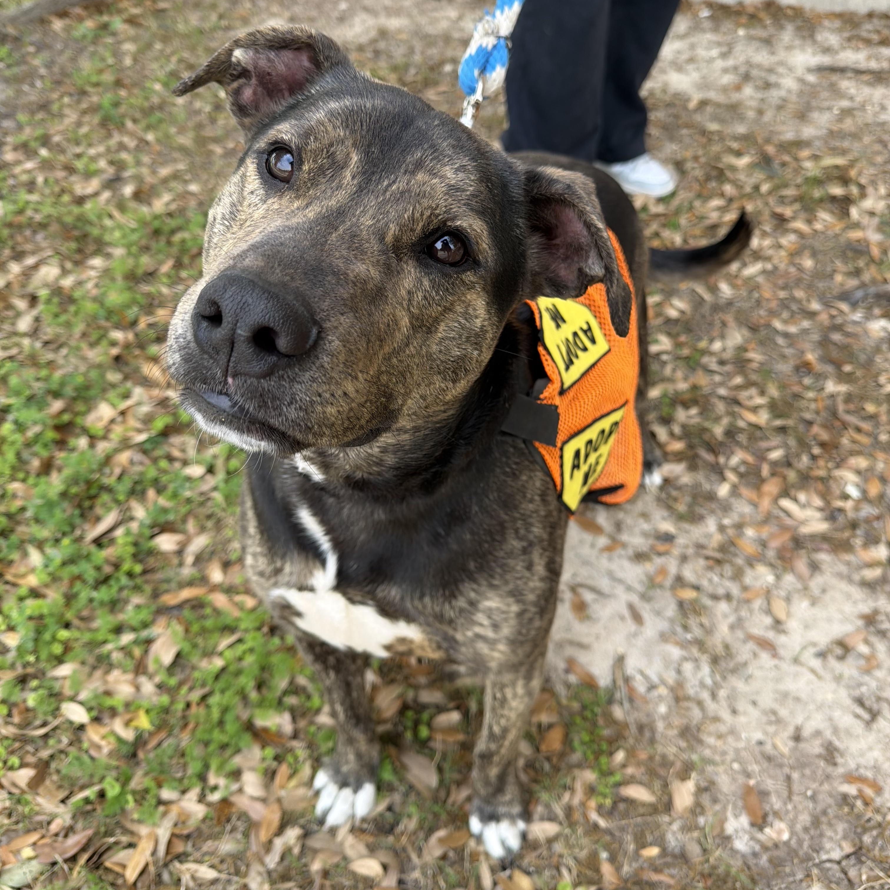 Enlarge Apollo, a Adoptable mixed breed in Bryan, TX image 2/6