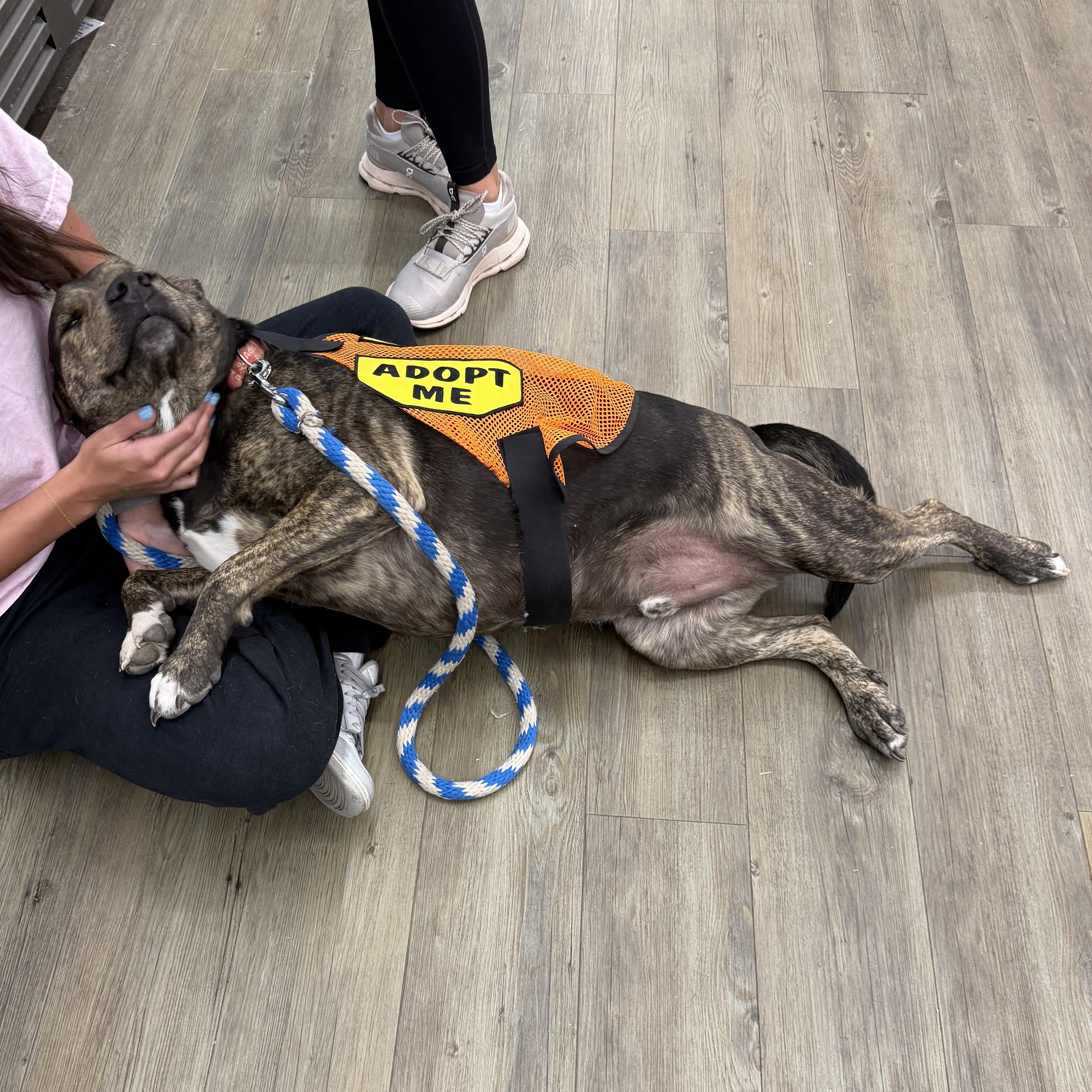 Enlarge Apollo, a Adoptable mixed breed in Bryan, TX image 6/6