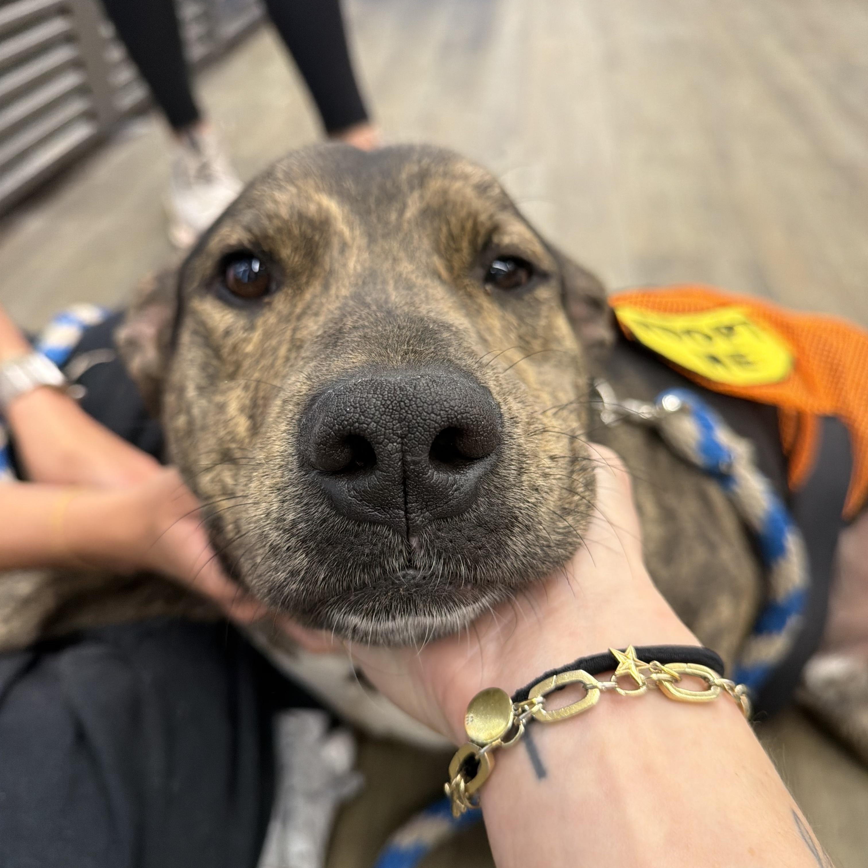 Enlarge Apollo, a Adoptable mixed breed in Bryan, TX image 3/6