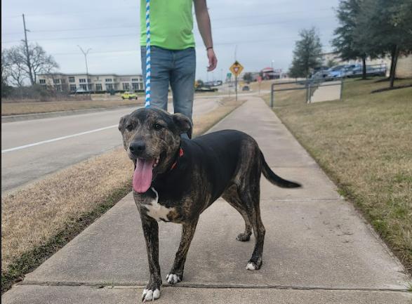 Apollo, a Adoptable Mixed Breed in Bryan, TX image 2/4