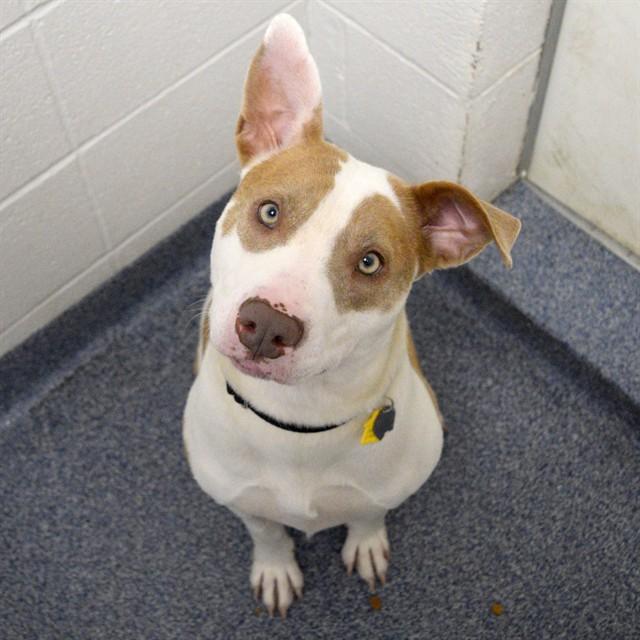 SWEETPEA, Adoptable, Young Female Pit Bull Terrier & Australian Cattle Dog / Blue Heeler.