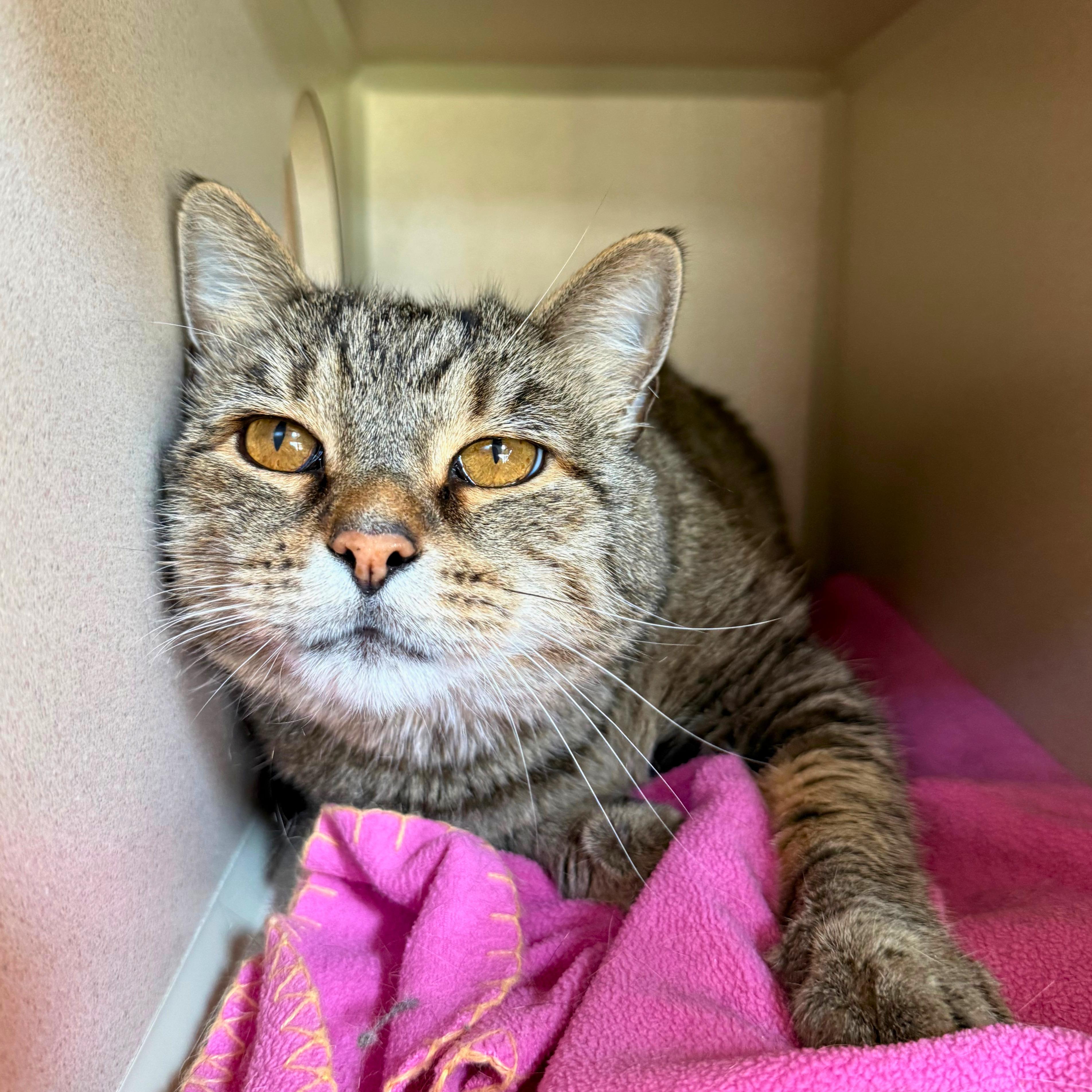 Enlarge Albie, a Adoptable Domestic Short Hair in Ridgway, CO image 2/6