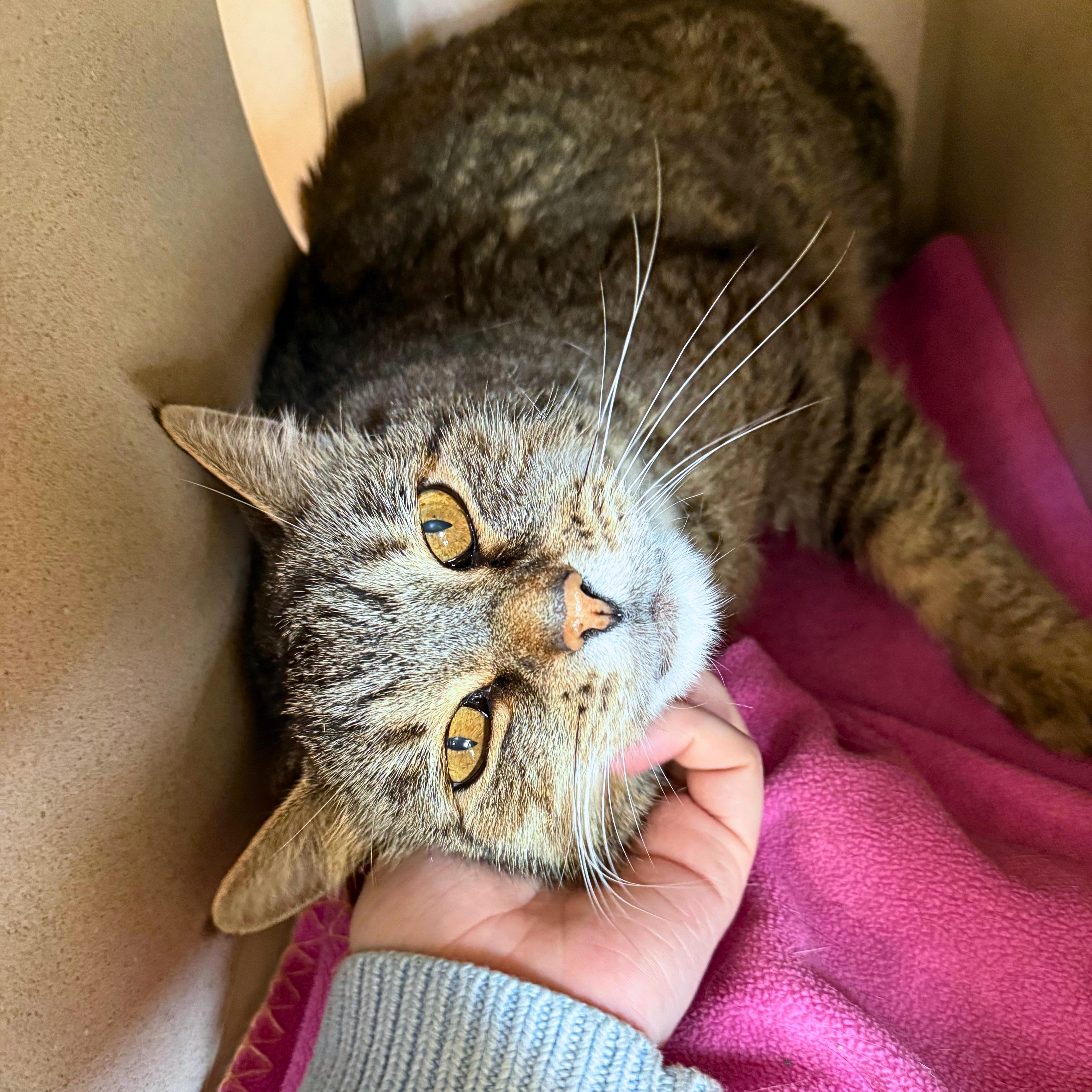 Enlarge Albie, a Adoptable Domestic Short Hair in Ridgway, CO image 3/6