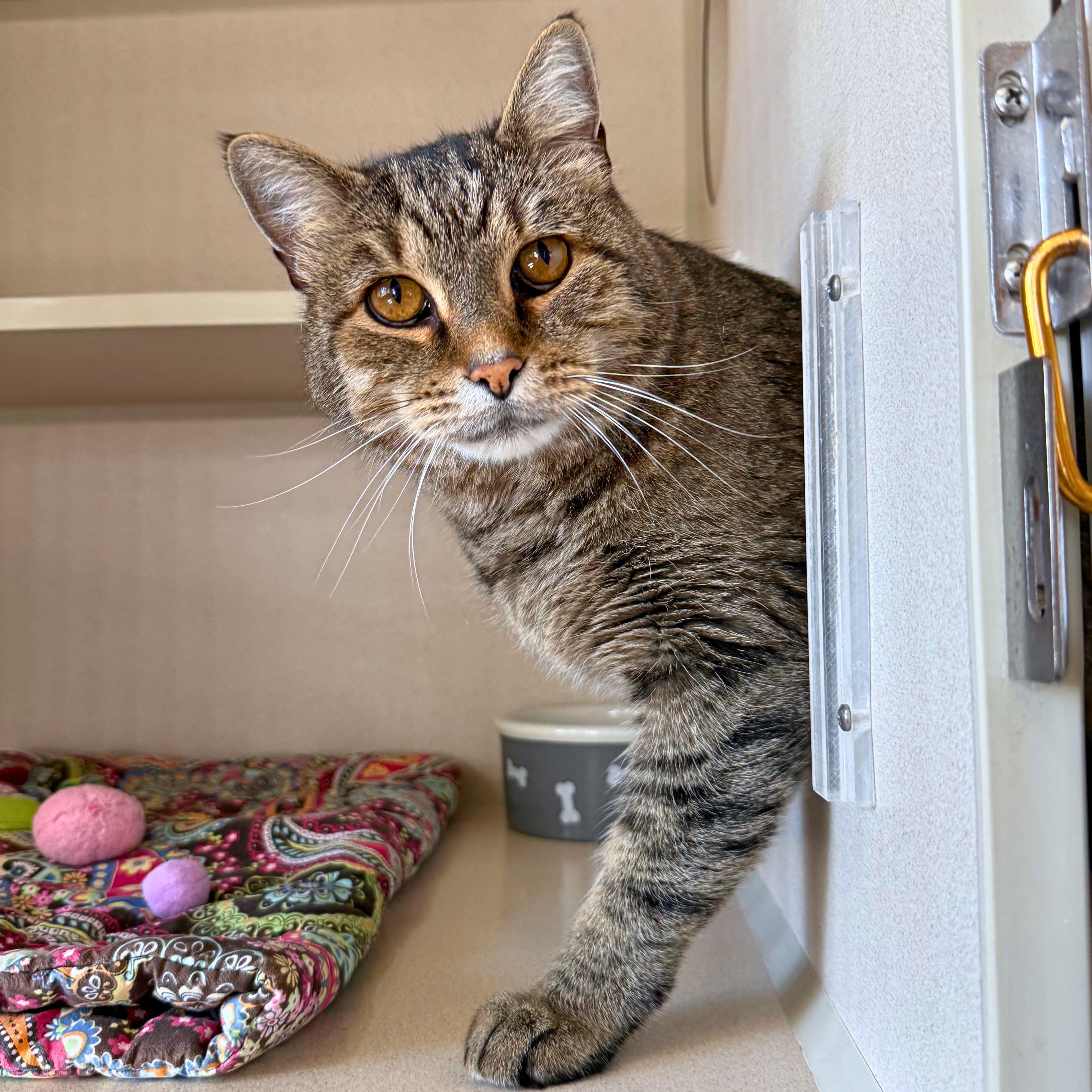 Enlarge Albie, a Adoptable Domestic Short Hair in Ridgway, CO image 6/6