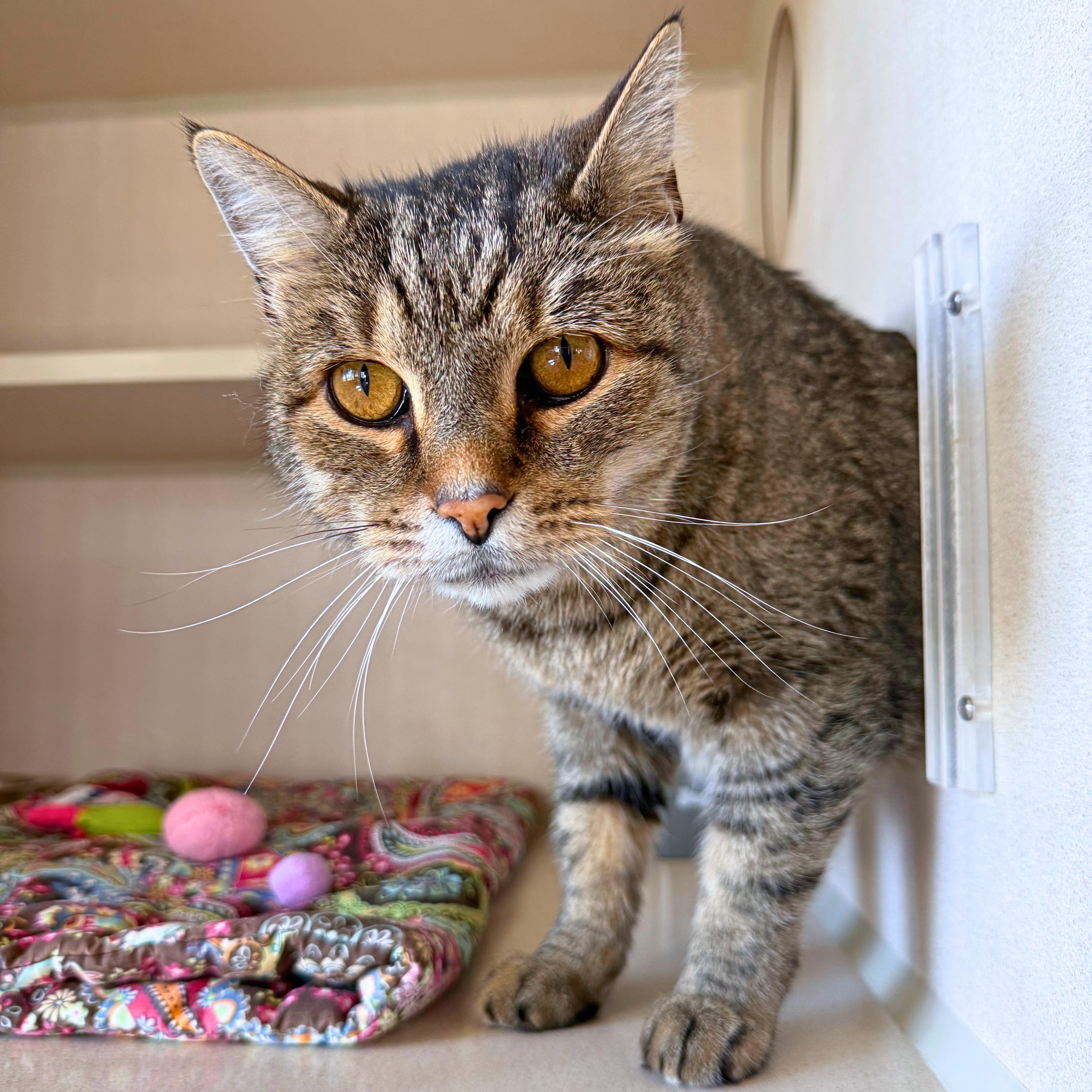 Albie, Adoptable, Adult Male Domestic Short Hair.