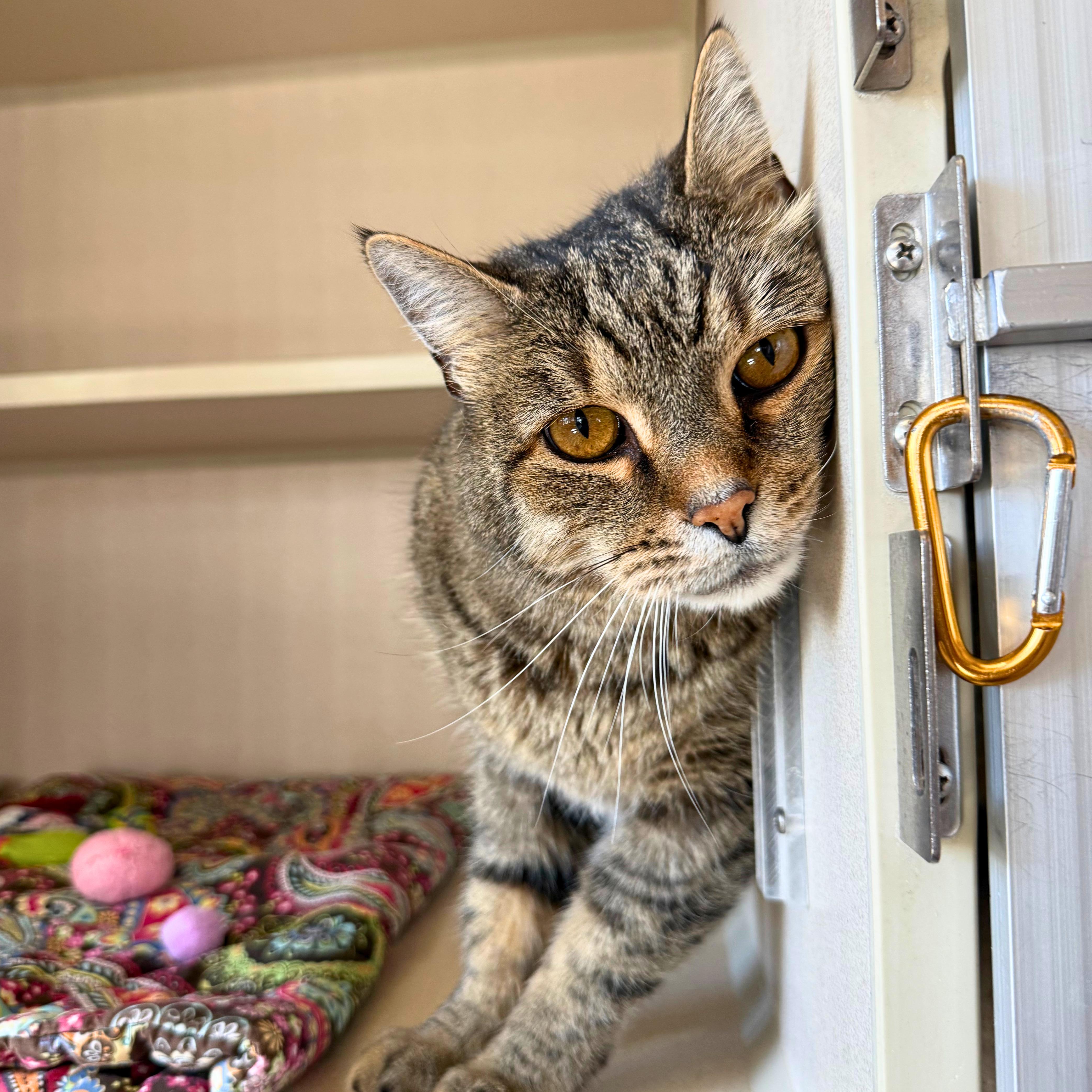 Enlarge Albie, a Adoptable Domestic Short Hair in Ridgway, CO image 4/6