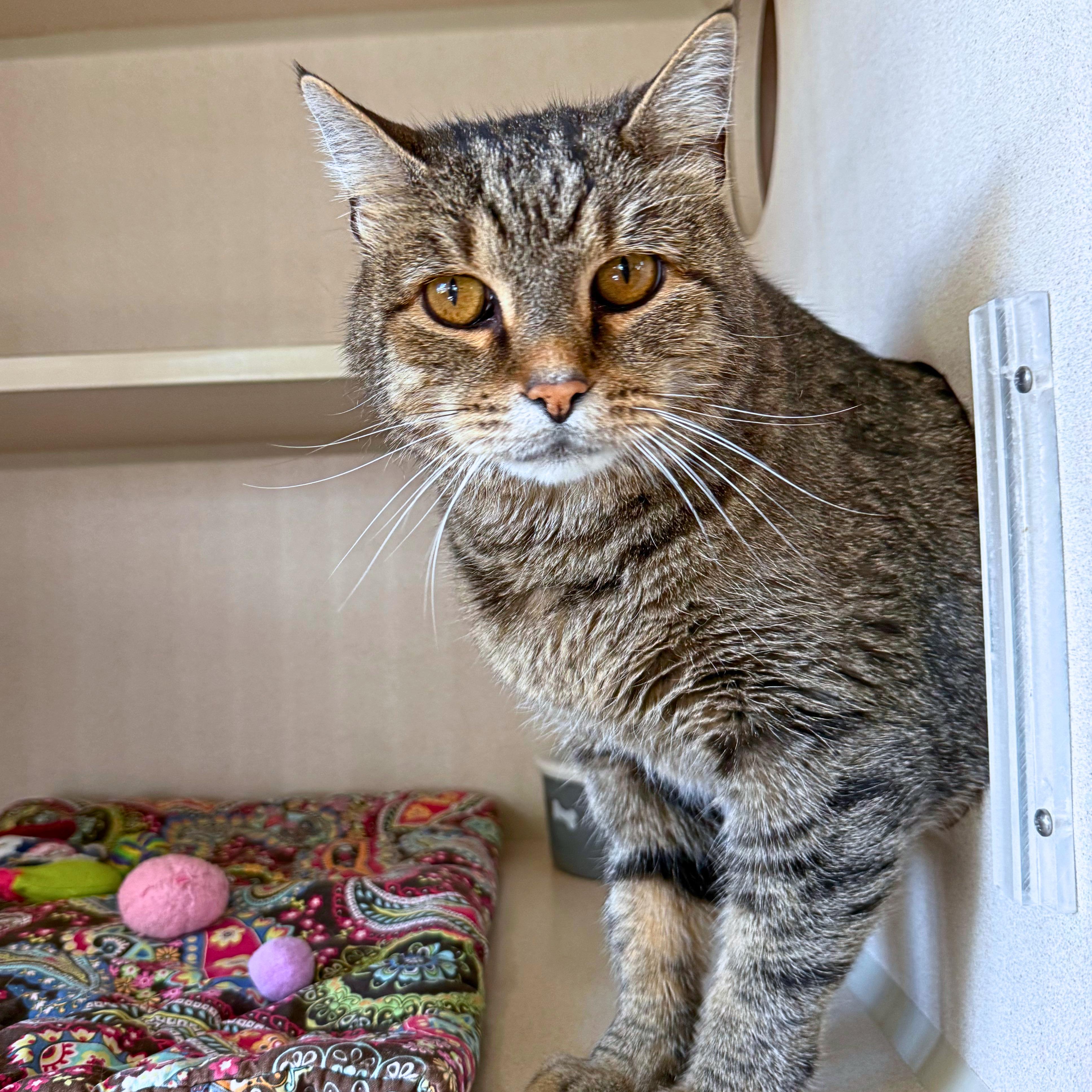 Enlarge Albie, a Adoptable Domestic Short Hair in Ridgway, CO image 5/6