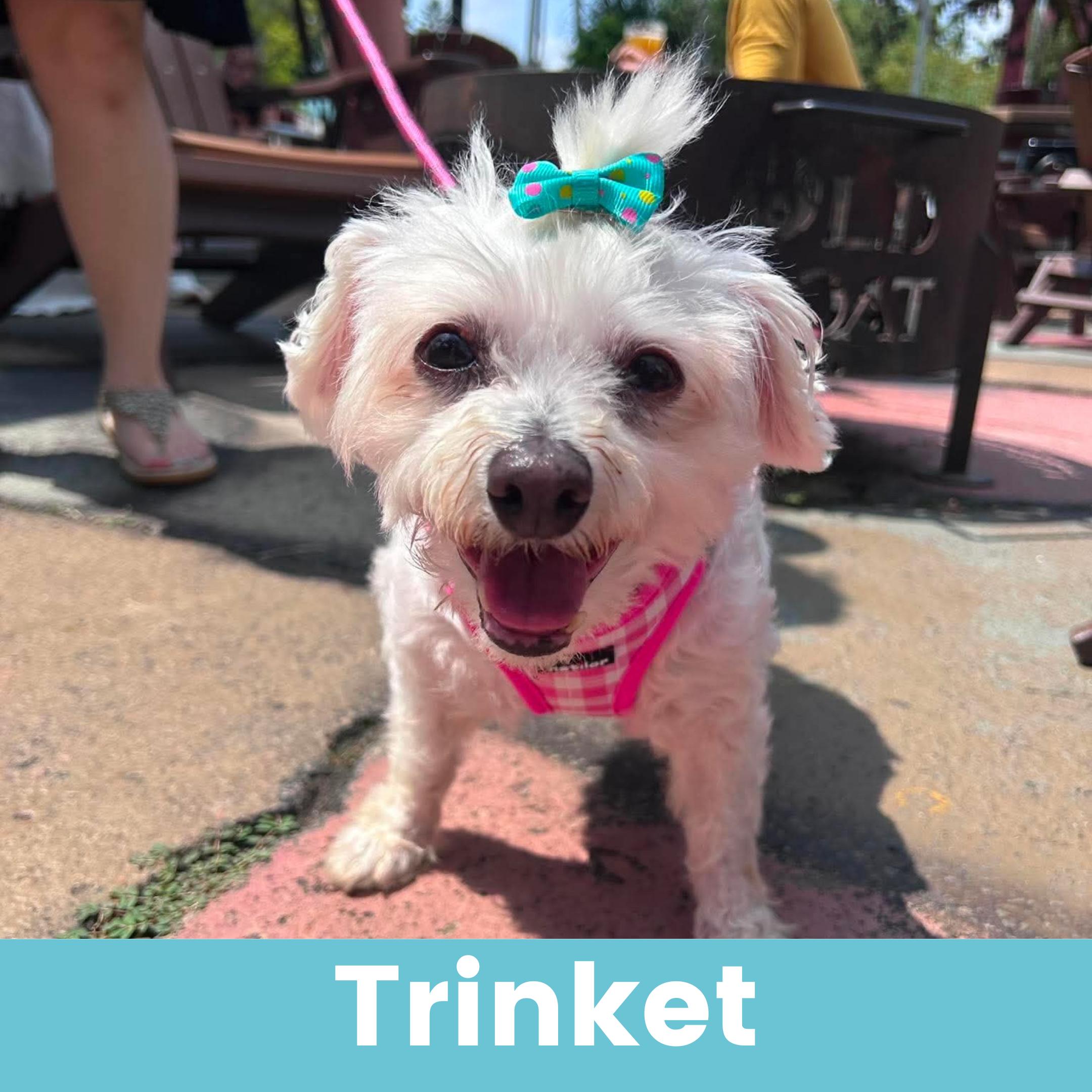 Trinket, ADOPTABLE, Senior Female Mixed Breed.