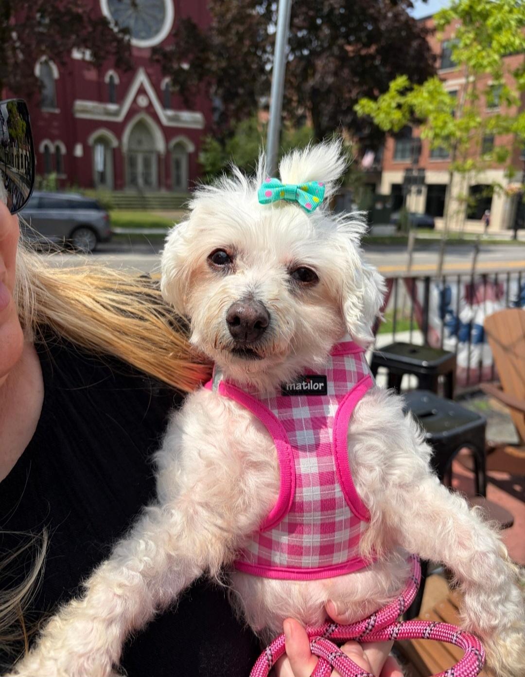Trinket, a ADOPTABLE Mixed Breed in Rochester , NY image 2/4